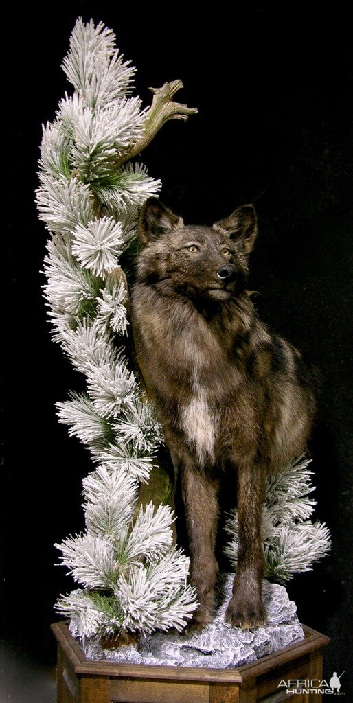 Double Wolf Pedestal Taxidermy Mount