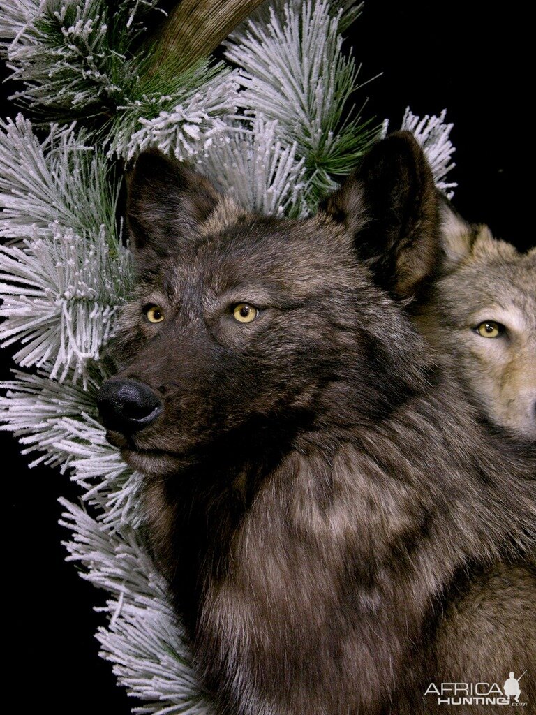 Double Wolf Pedestal Taxidermy Mount