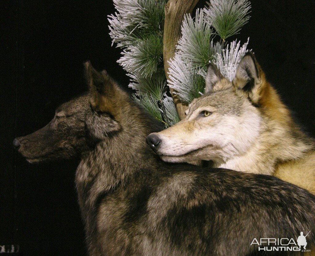 Double Wolf Pedestal Taxidermy Mount