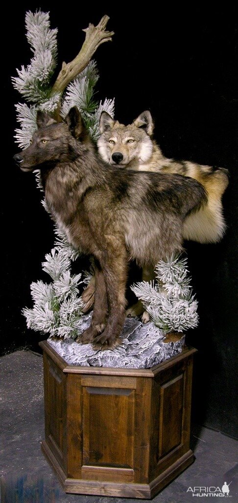 Double Wolf Pedestal Taxidermy Mount