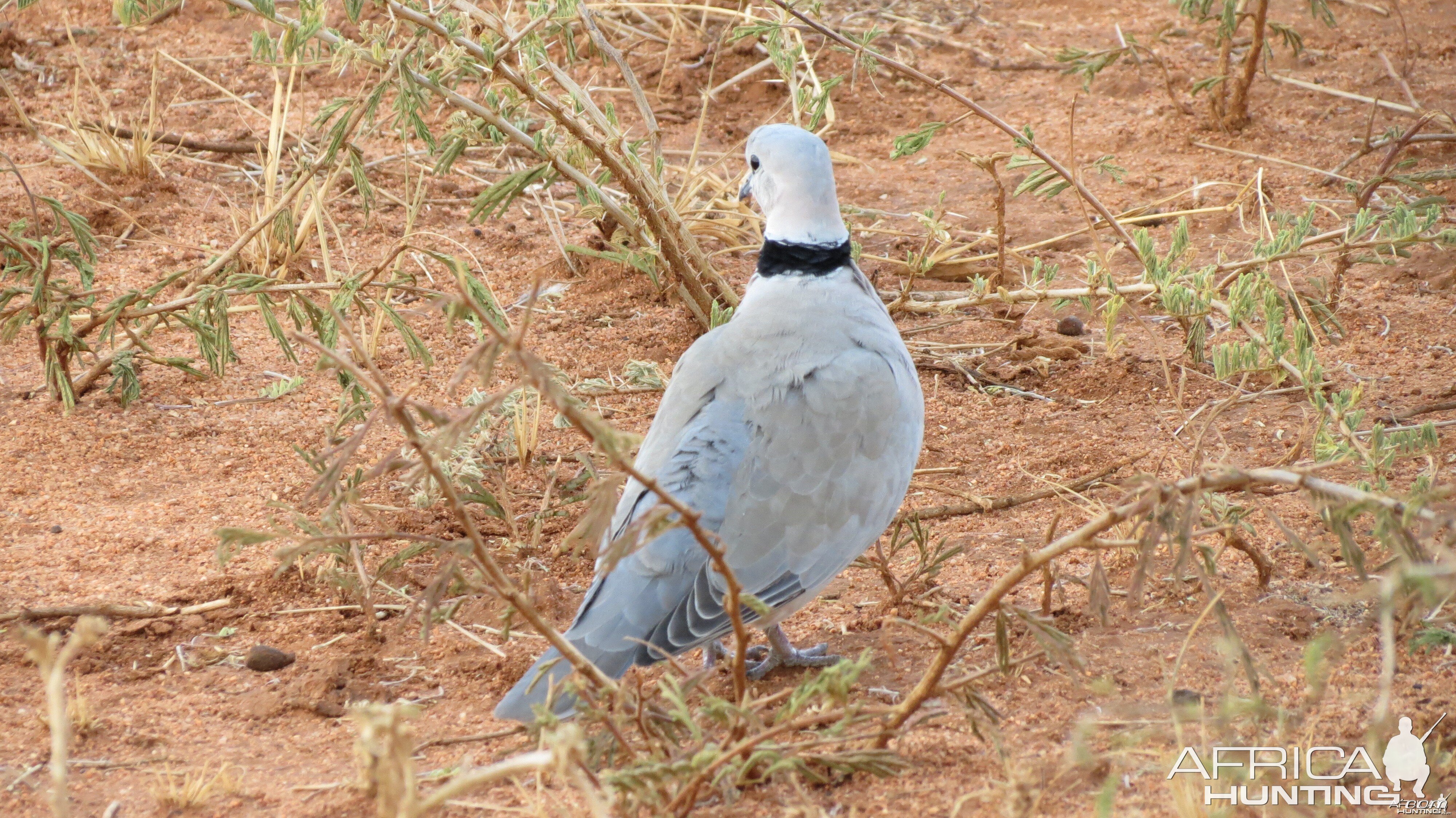 Dove Namibia