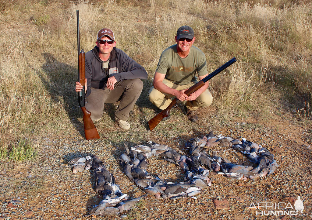 Dove & Pigeon Bird Hunting South Africa