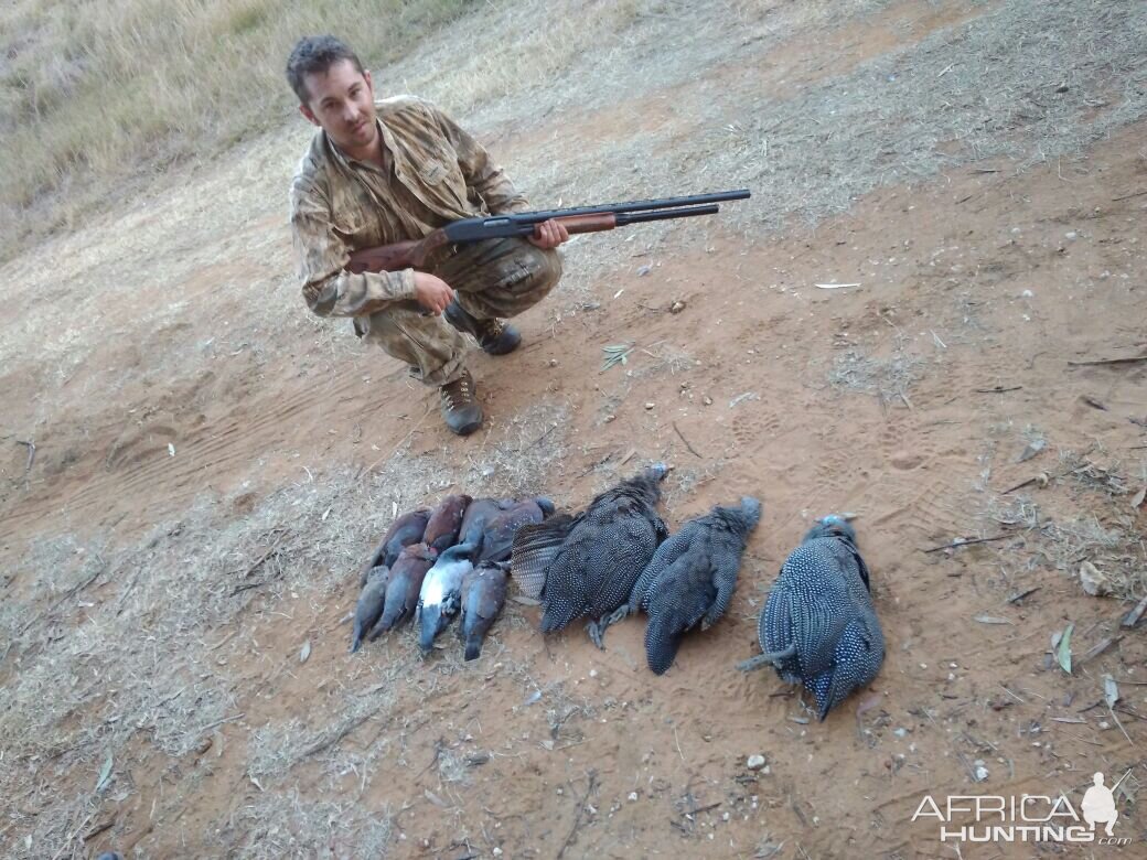 Dove, Pigeon & Guineafowl Hunt South Africa