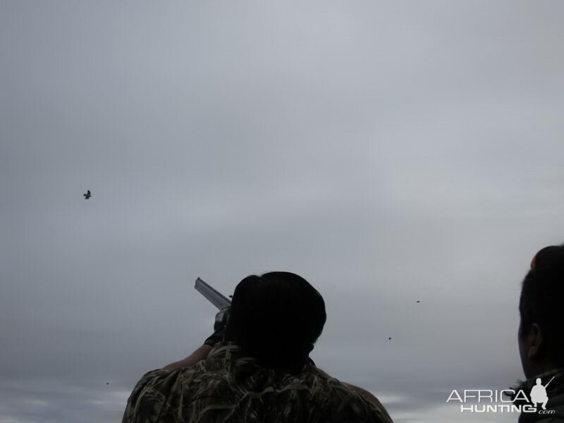 Dove Wingshooting Argentina