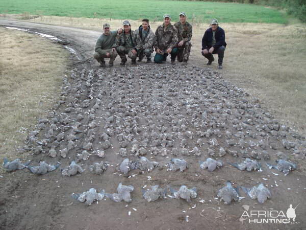 Dove Wingshooting Argentina