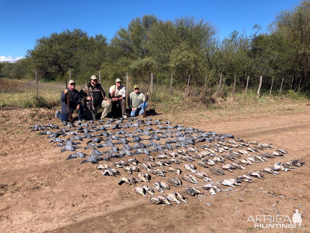 Doves & Partridges Hunting