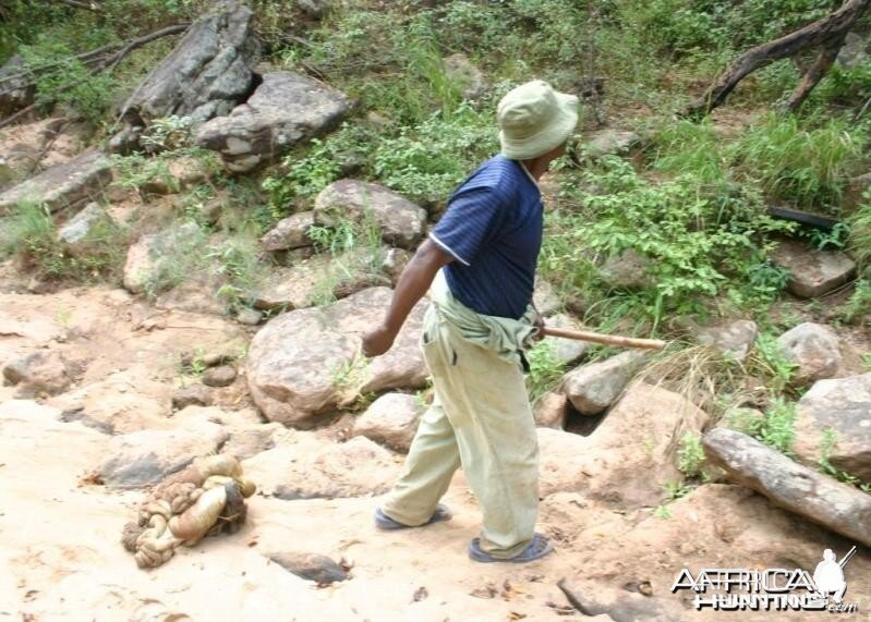 Dragging Baits for leopard in Zimbabwe