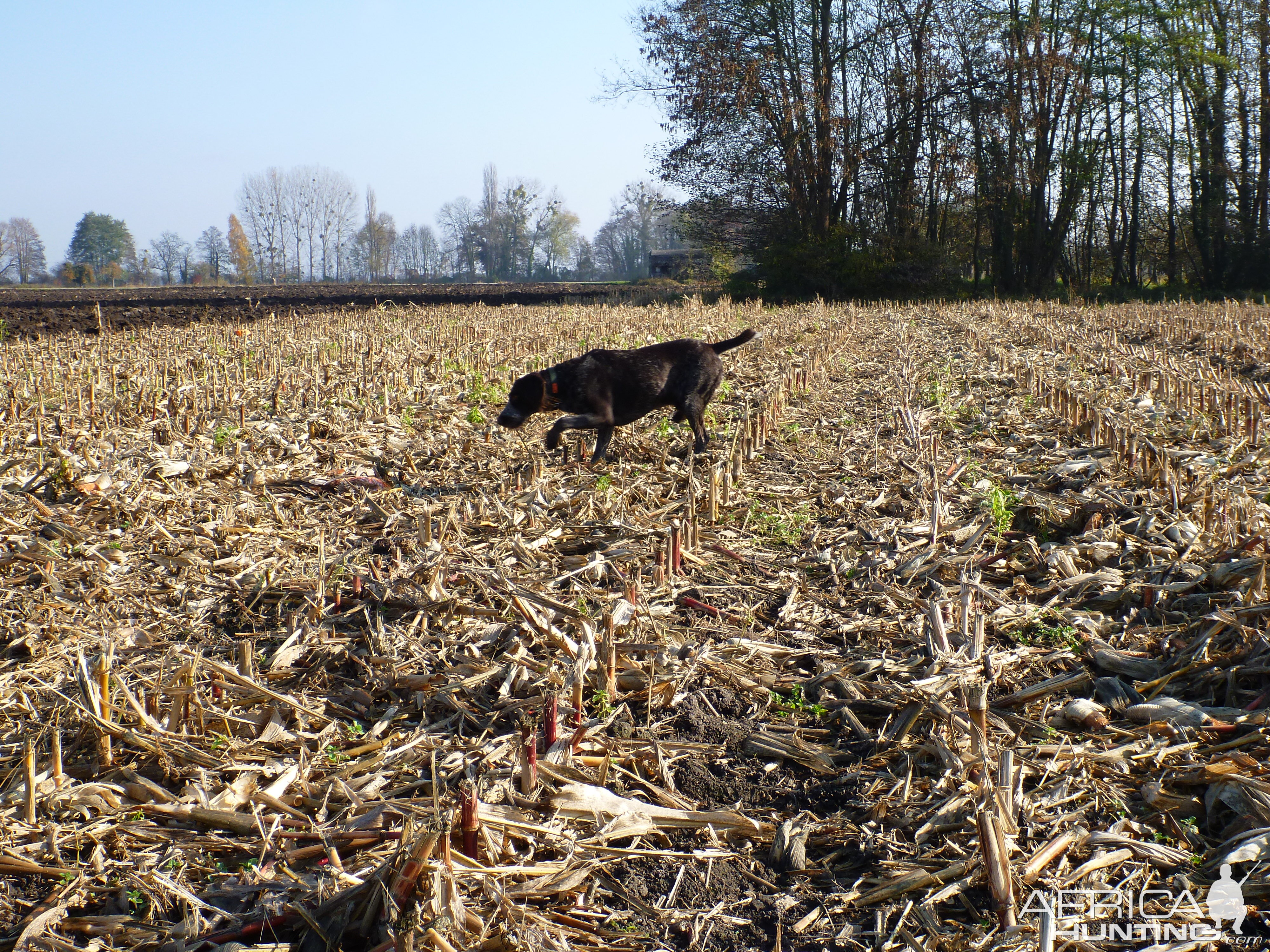 Drahthaar Hunting in France