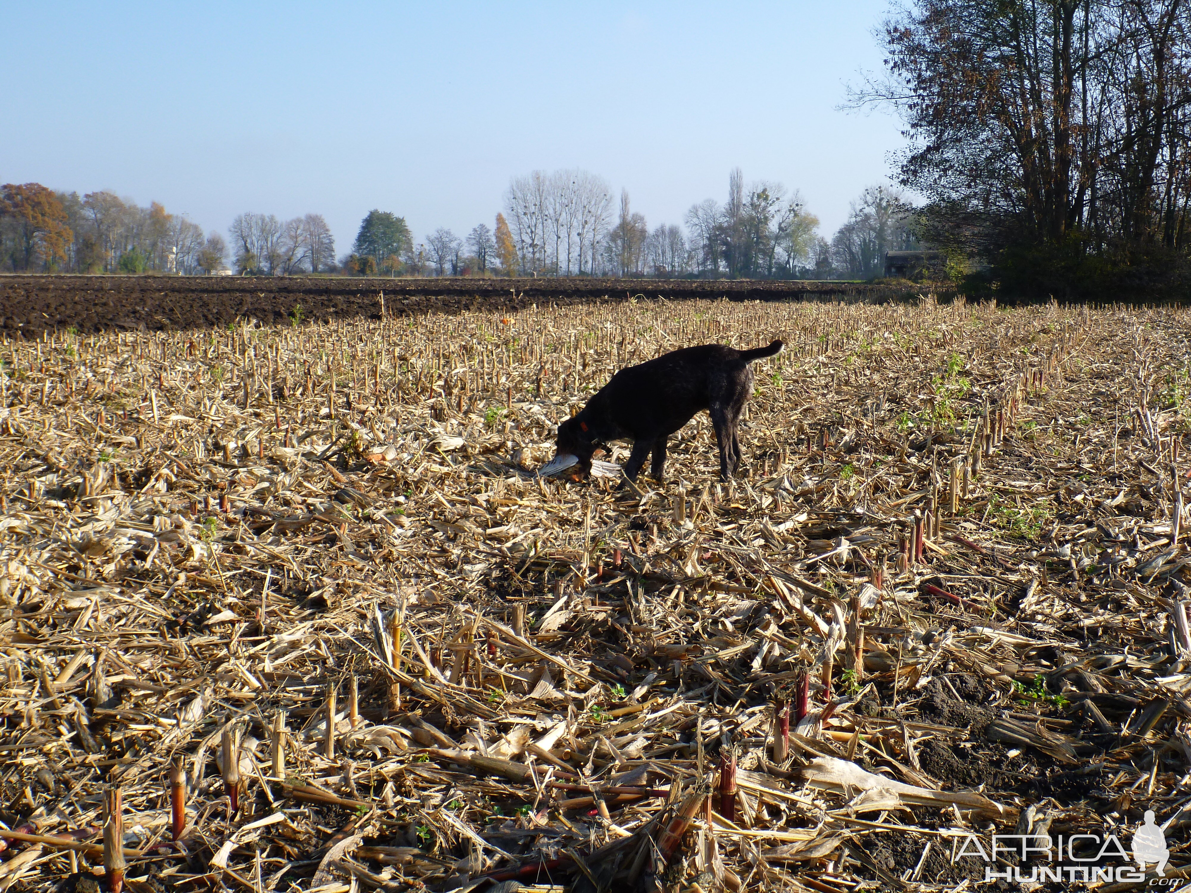 Drahthaar Hunting in France