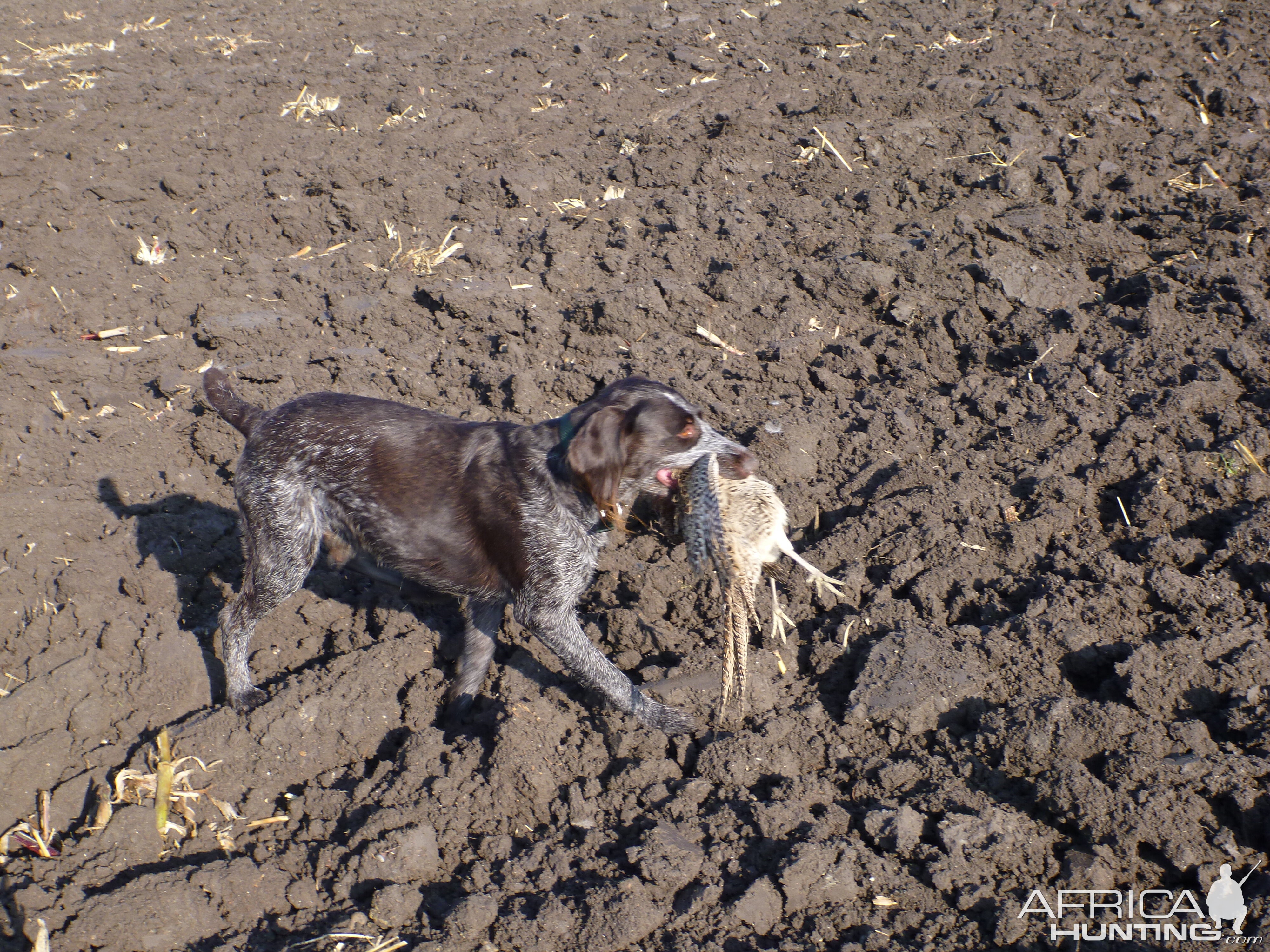 Drahthaar Hunting in France