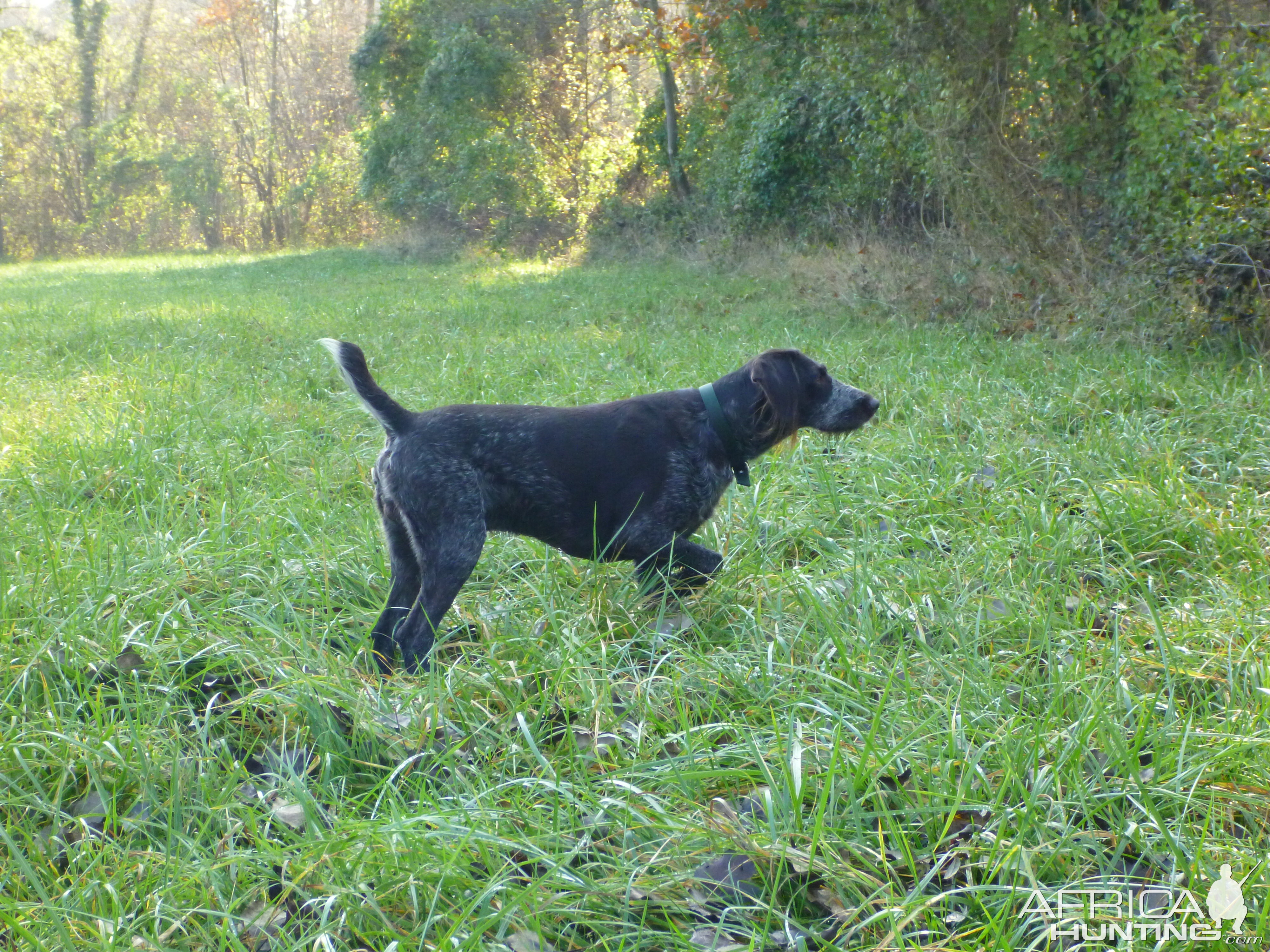 Drahthaar Hunting in France