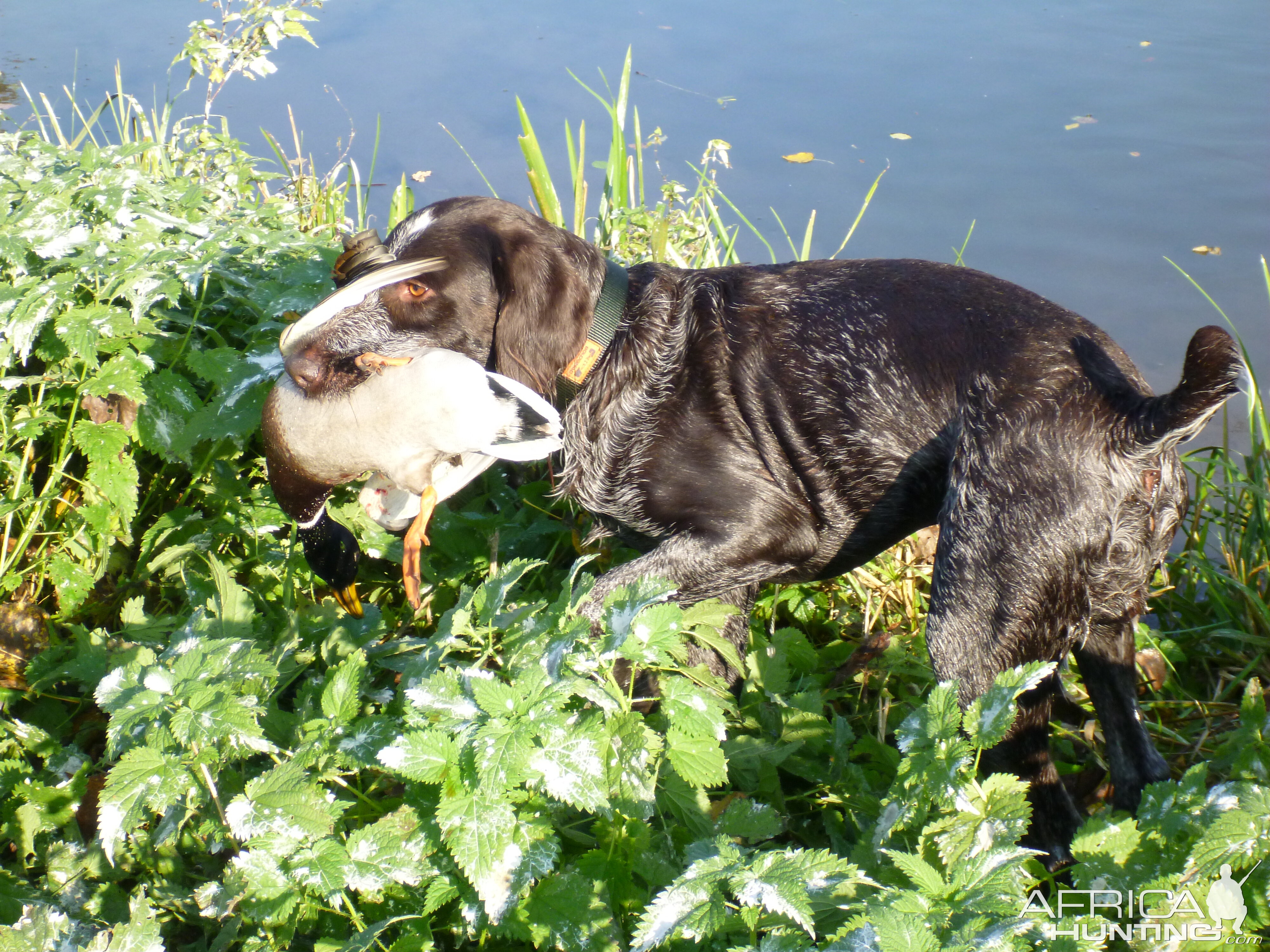 Drahthaar Hunting in France