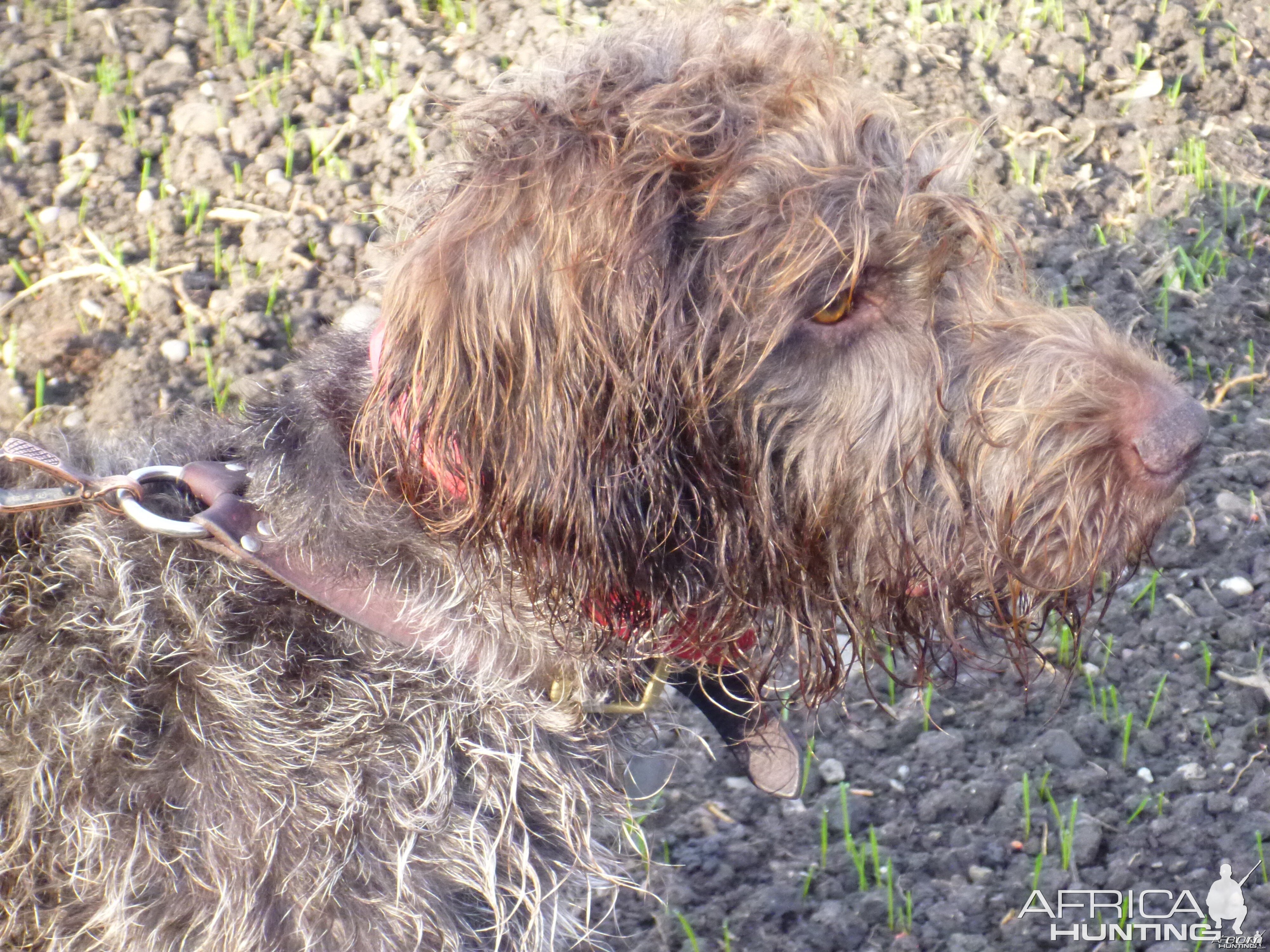 Drahthaar Hunting in France