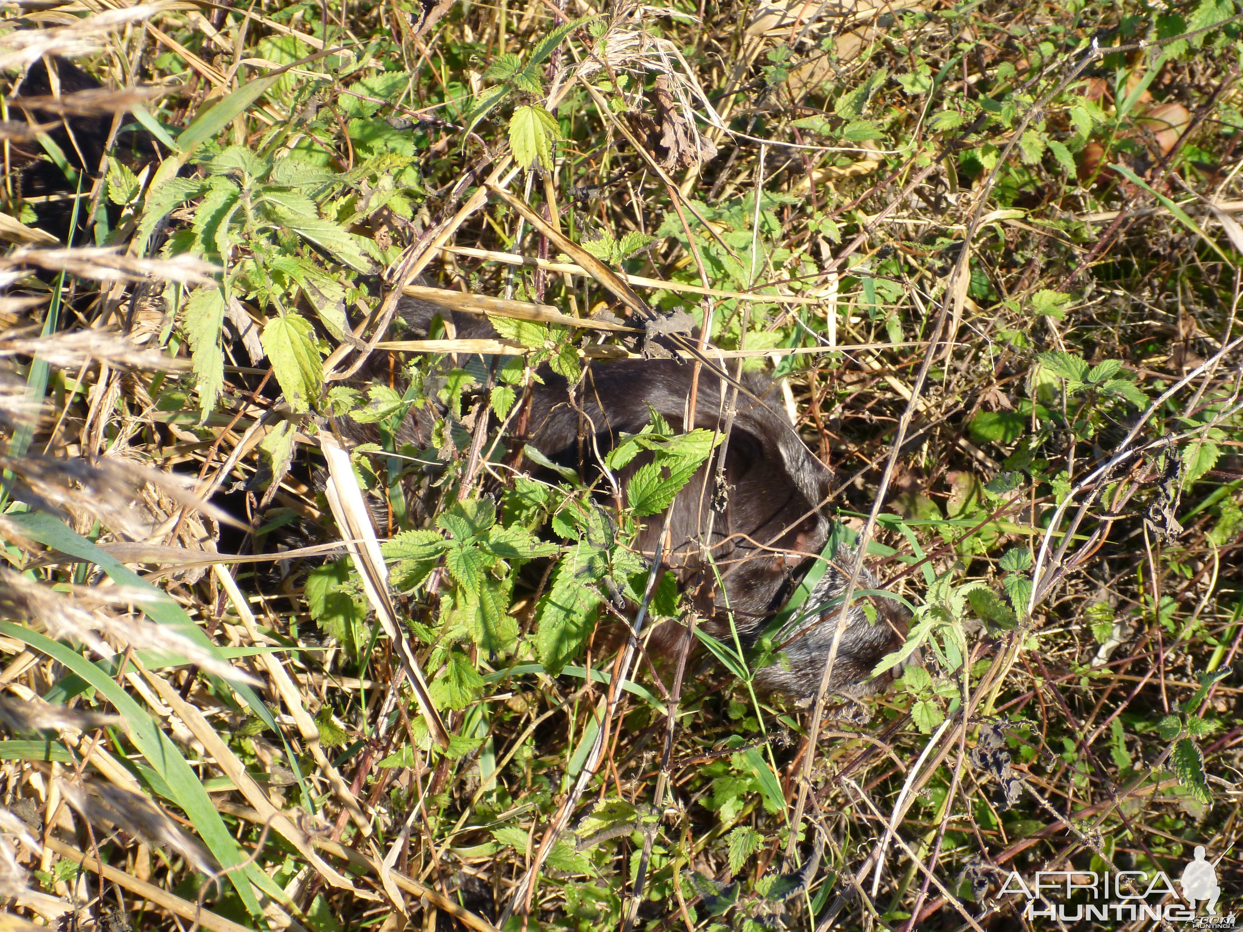 Drahthaar Hunting in France