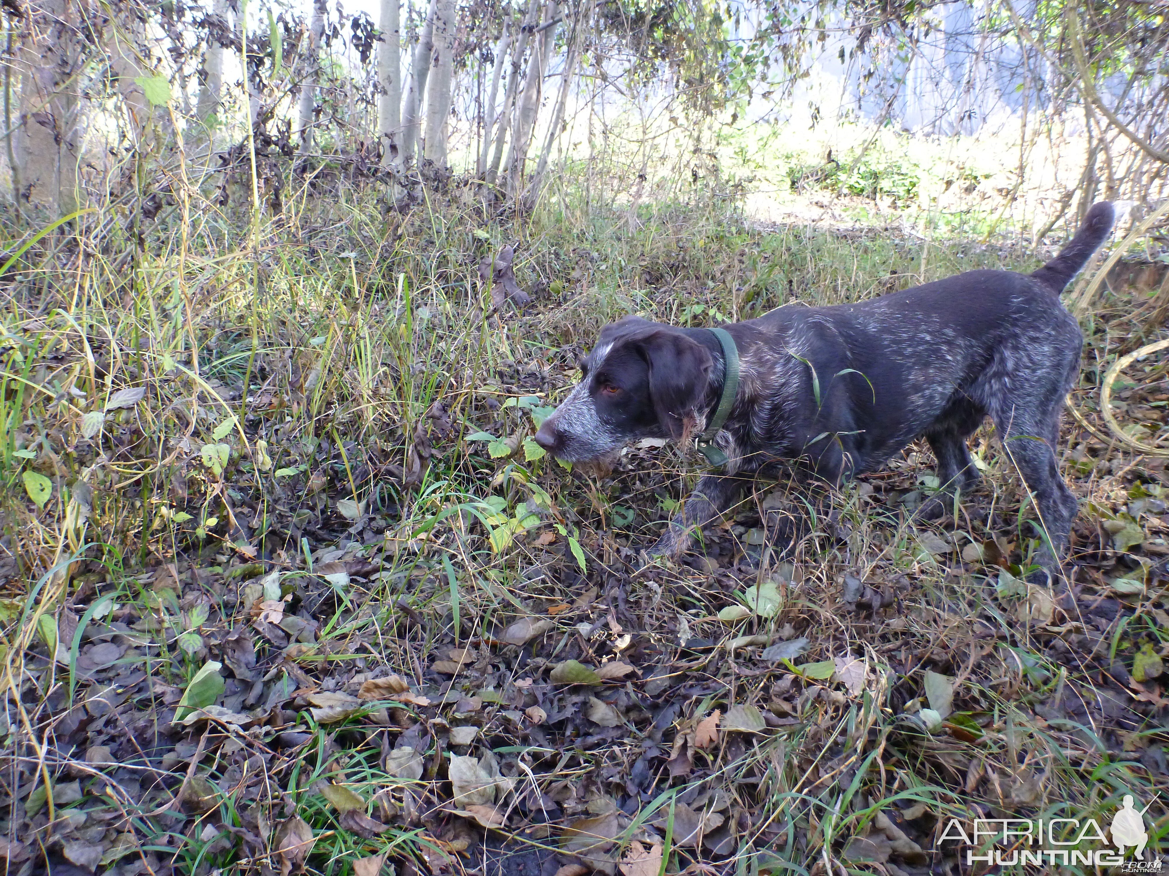 Drahthaar Hunting in France