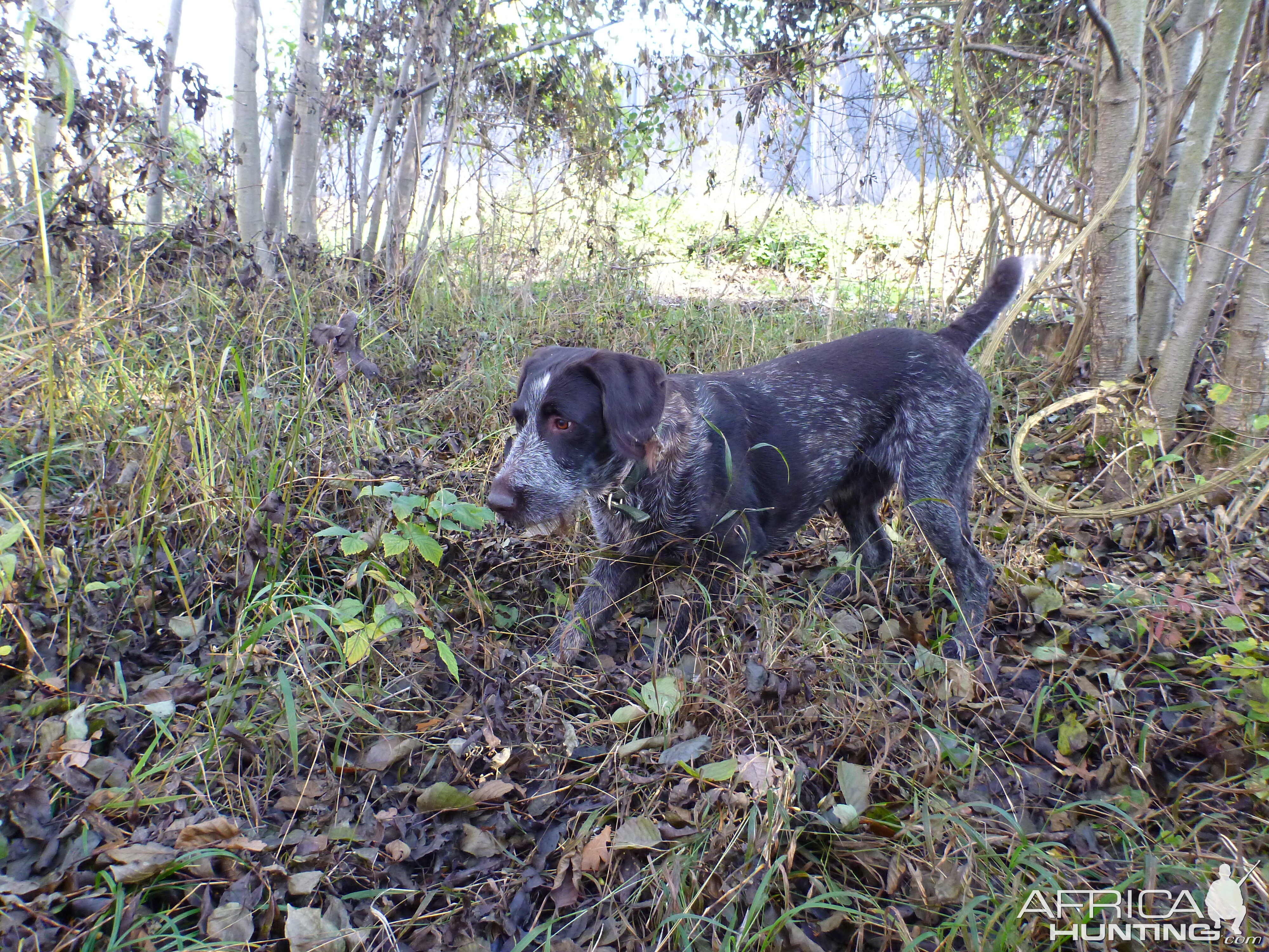 Drahthaar Hunting in France