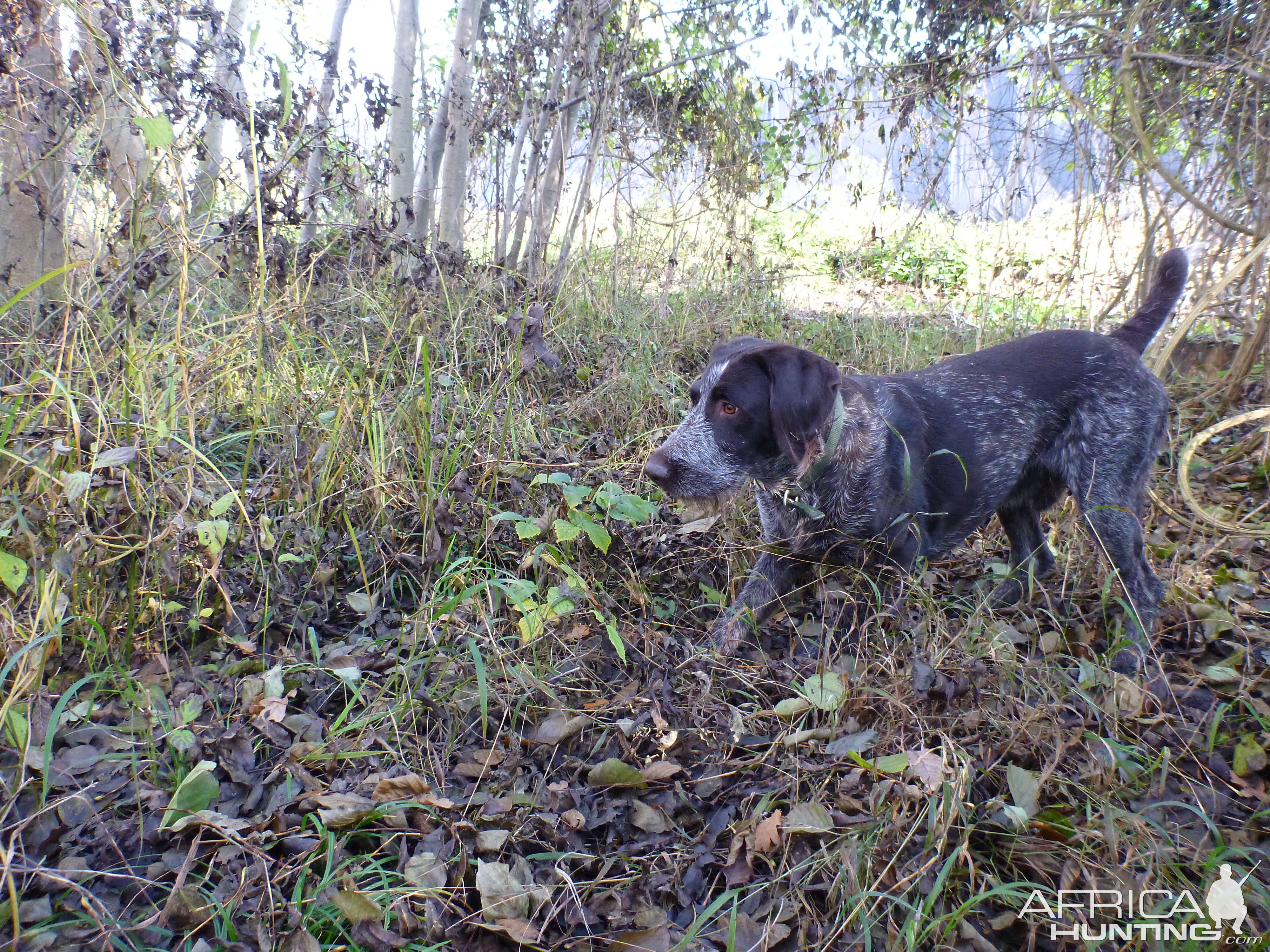 Drahthaar Hunting in France