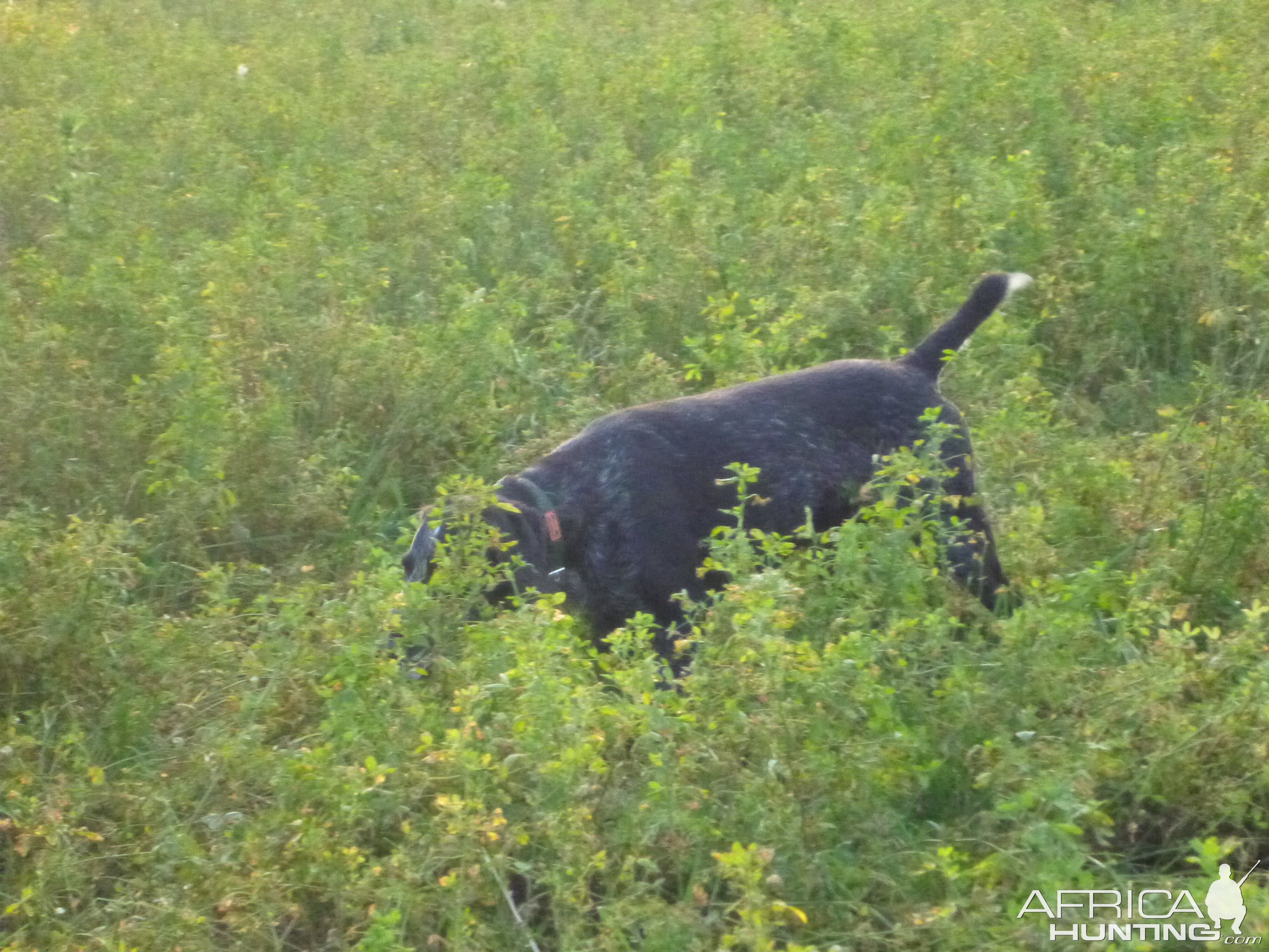 Drahthaar Hunting in France