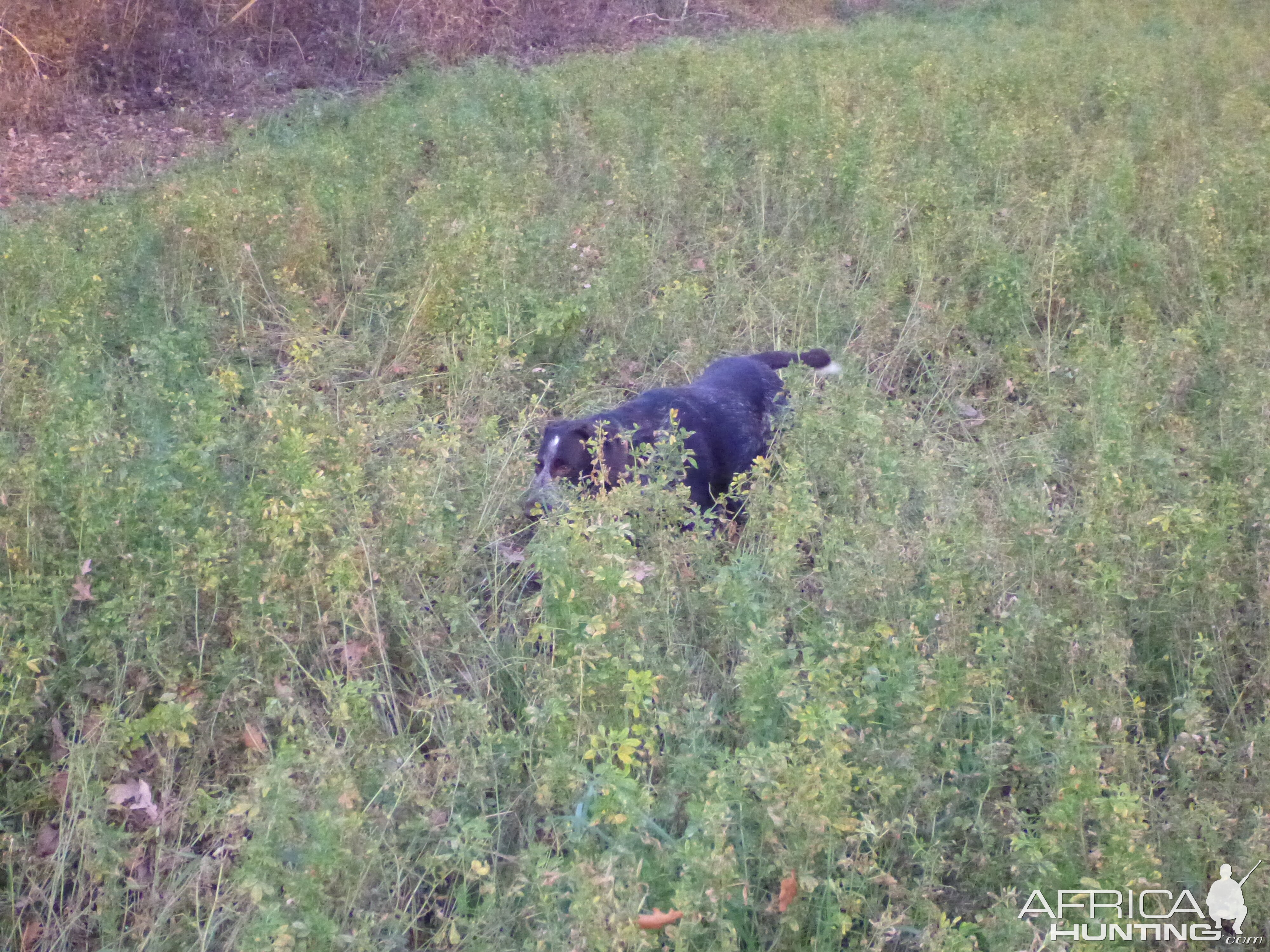 Drahthaar Hunting in France