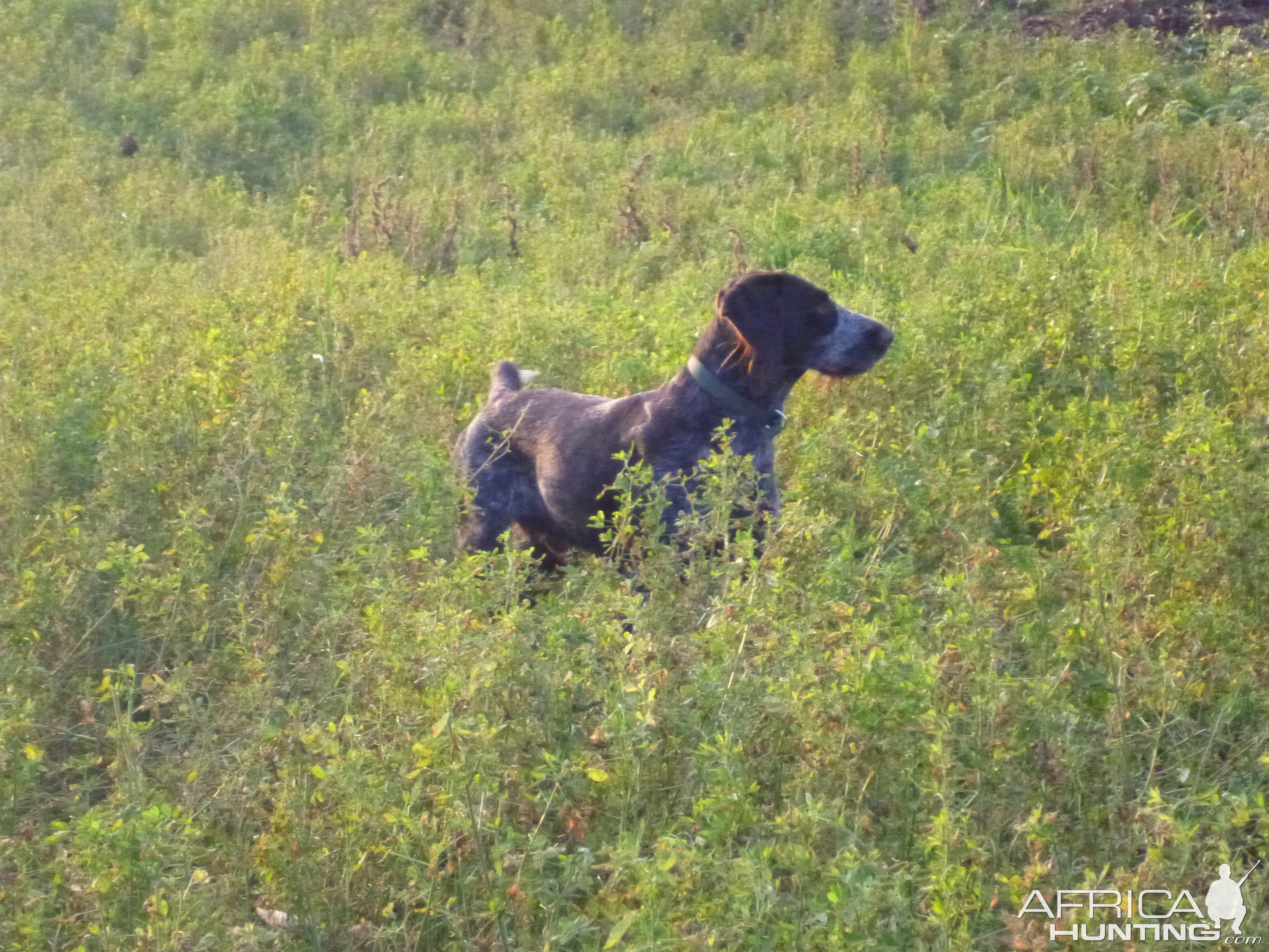 Drahthaar Hunting in France