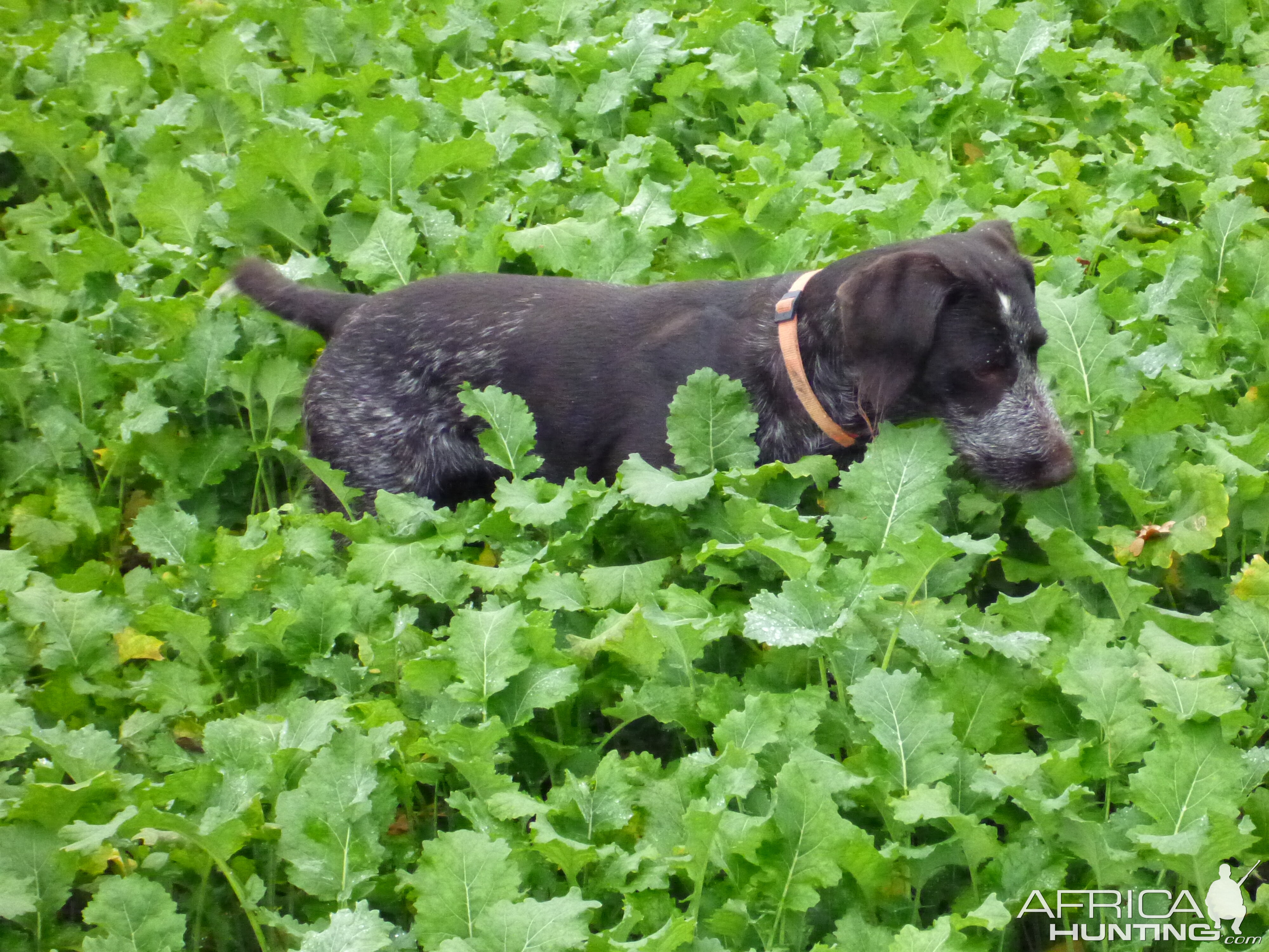 Drahthaar Hunting in France