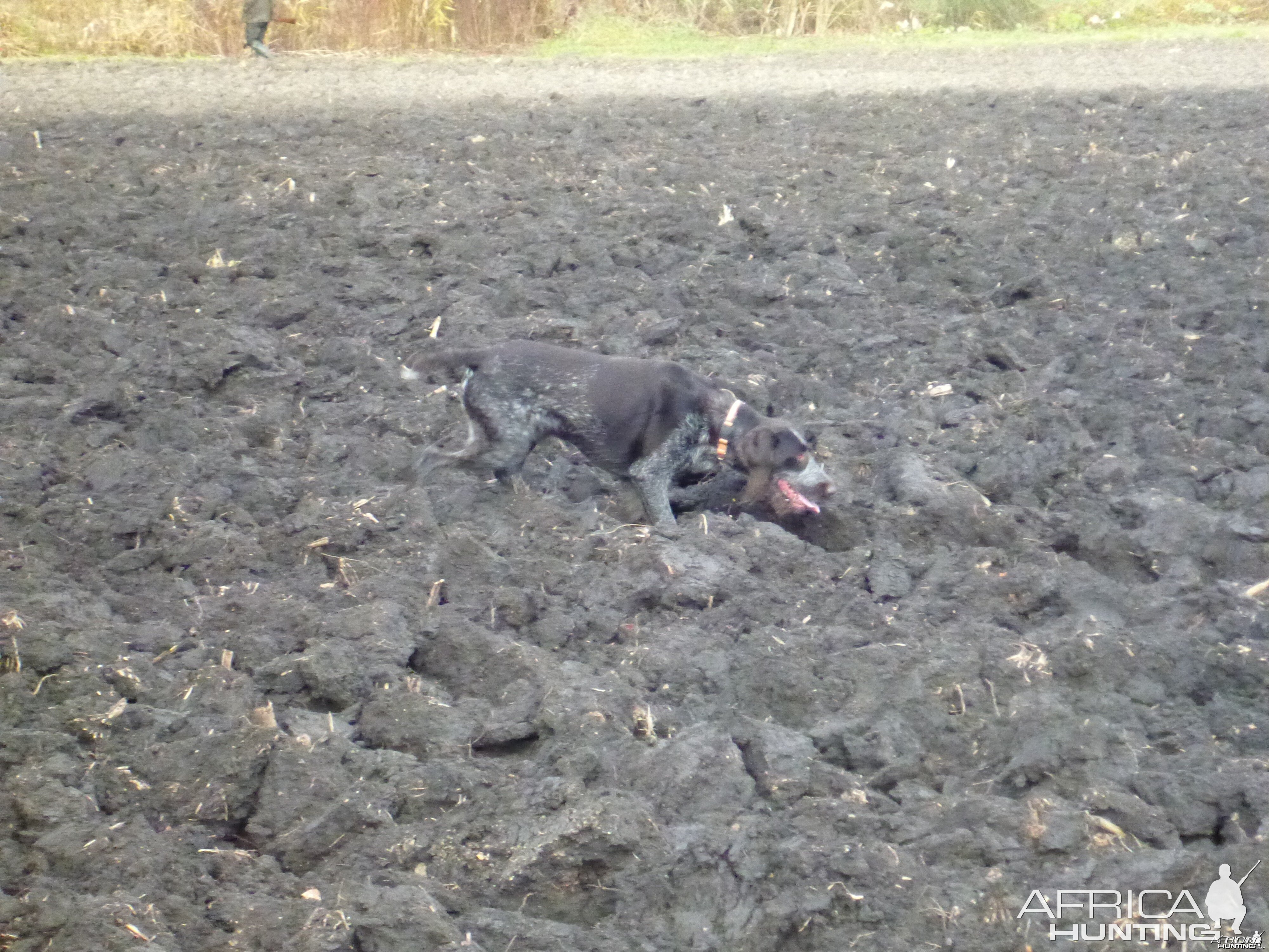 Drahthaar Hunting in France