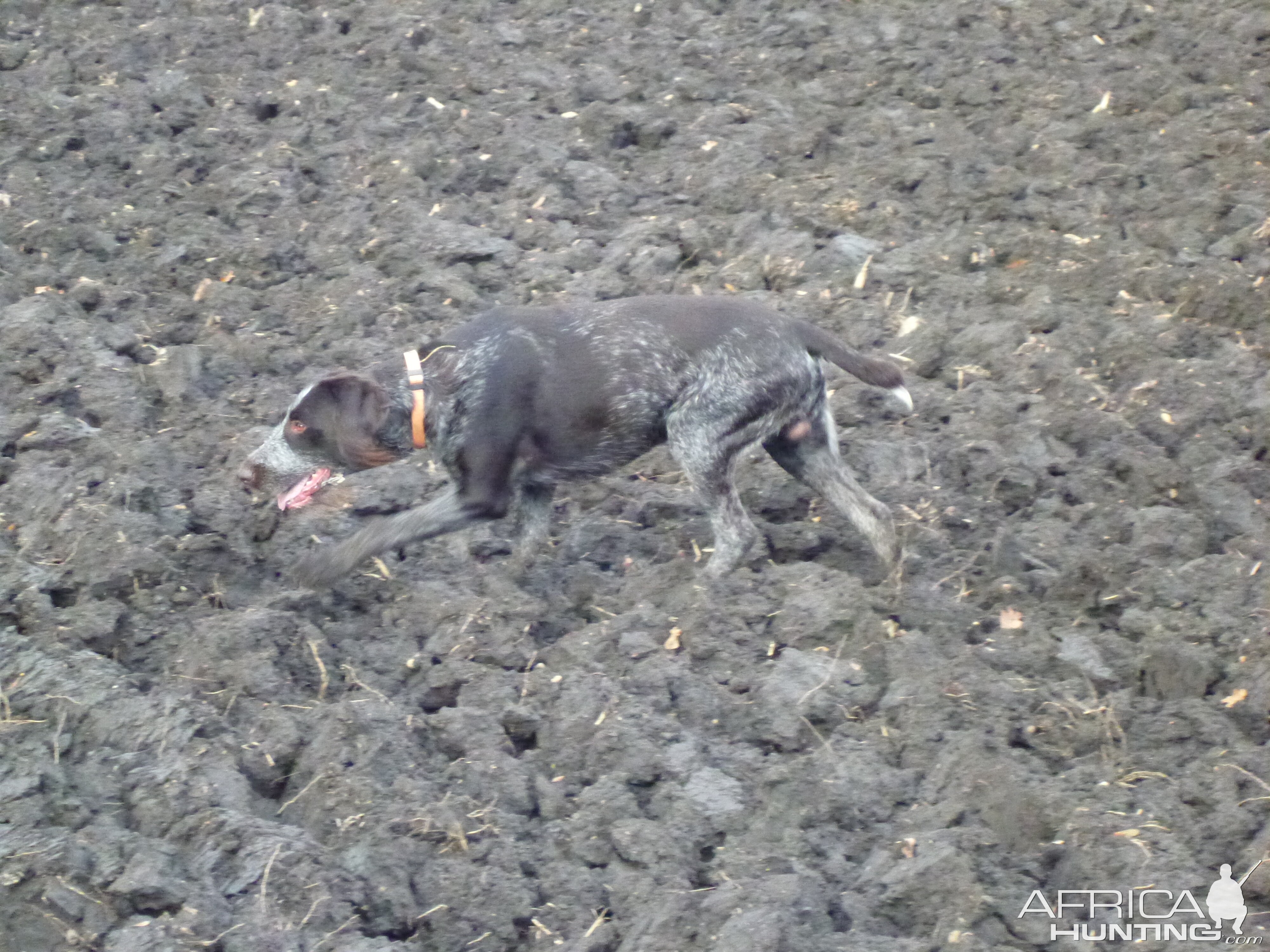 Drahthaar Hunting in France