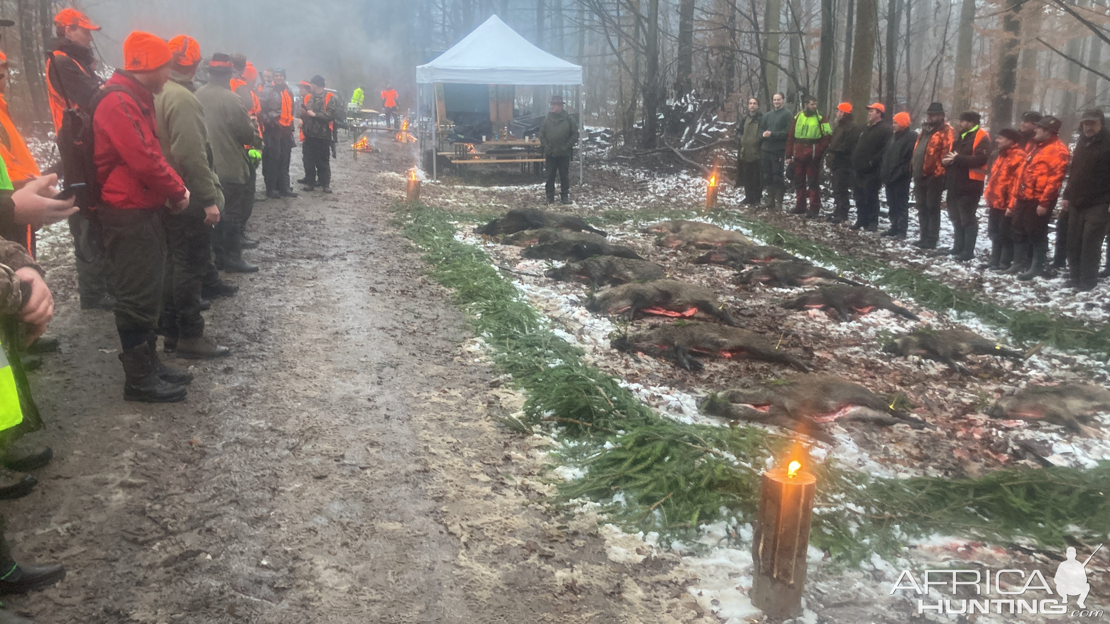 Driven Boar Hunt Czech Republic