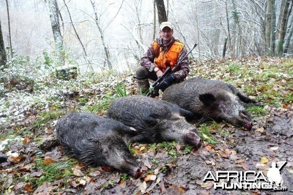 Driven Boar Hunt in France