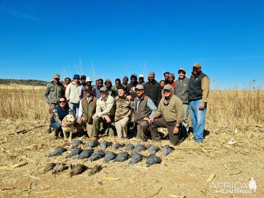 Driven Guinea Fowl and Francolin South Africa