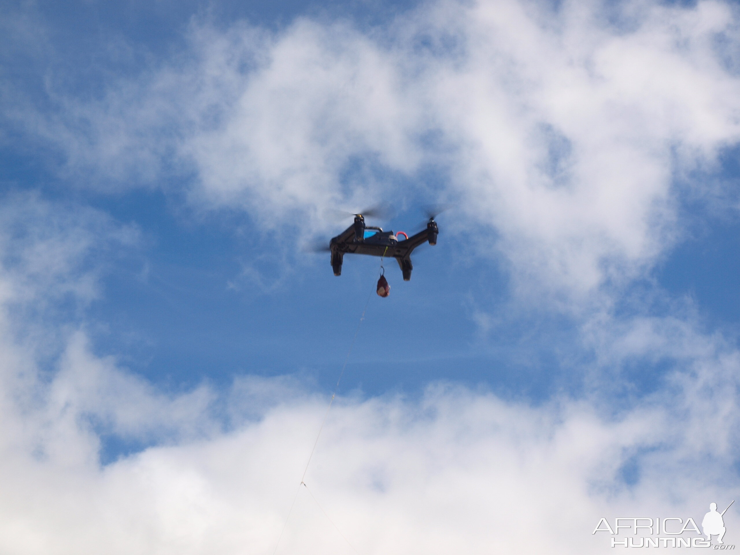 Drone-fishing for Bronze Whalers at Gansbaai, South Africa