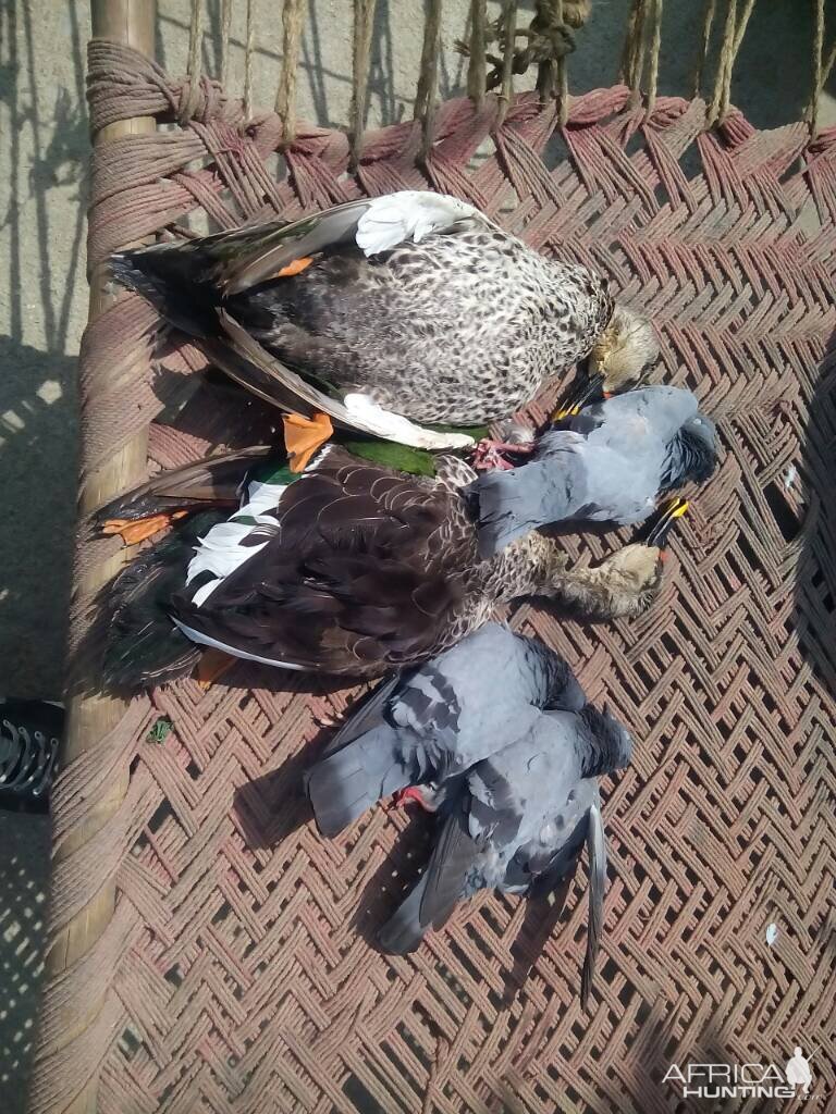 Duck & Dove Hunting in India