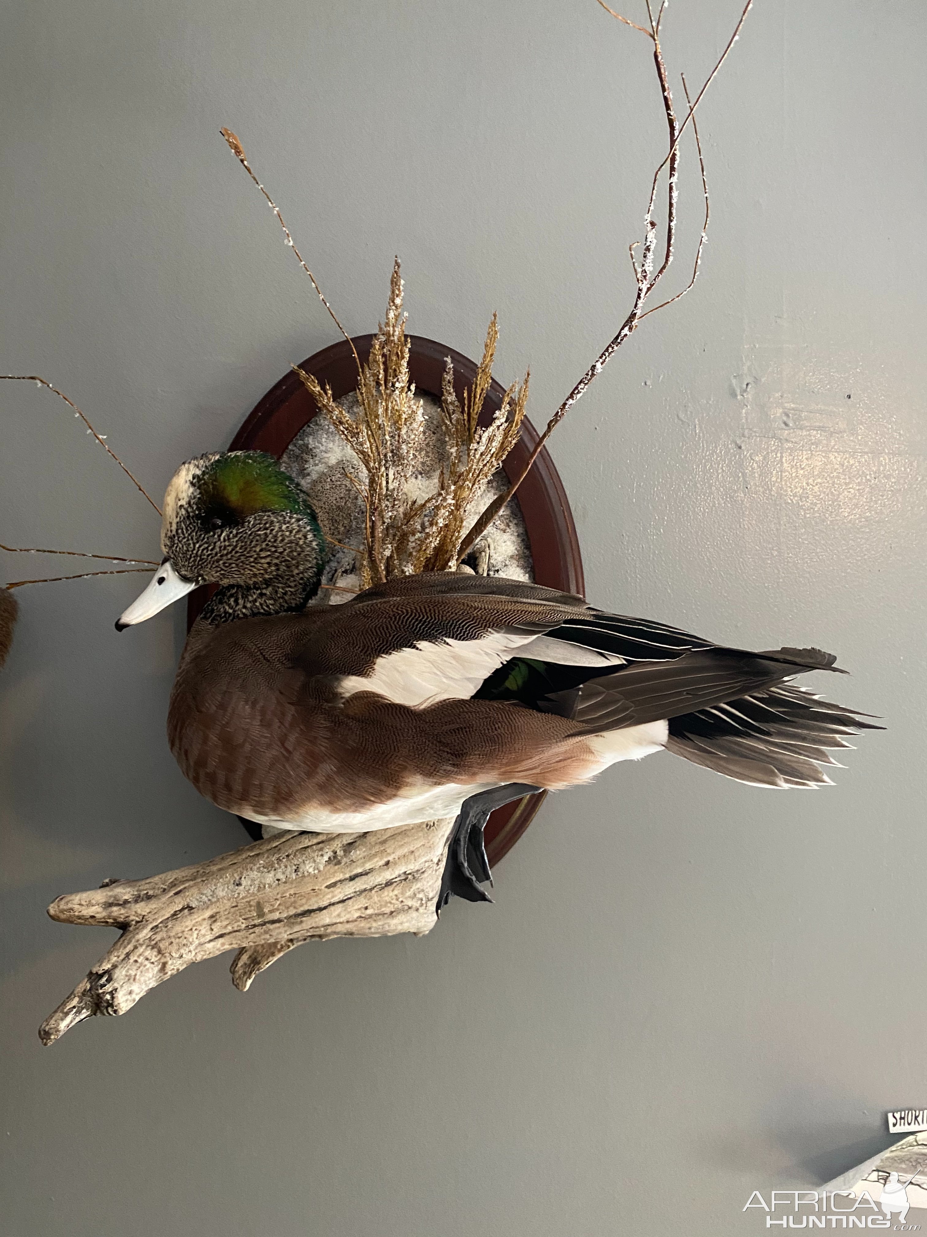 Duck Full Mount Taxidermy