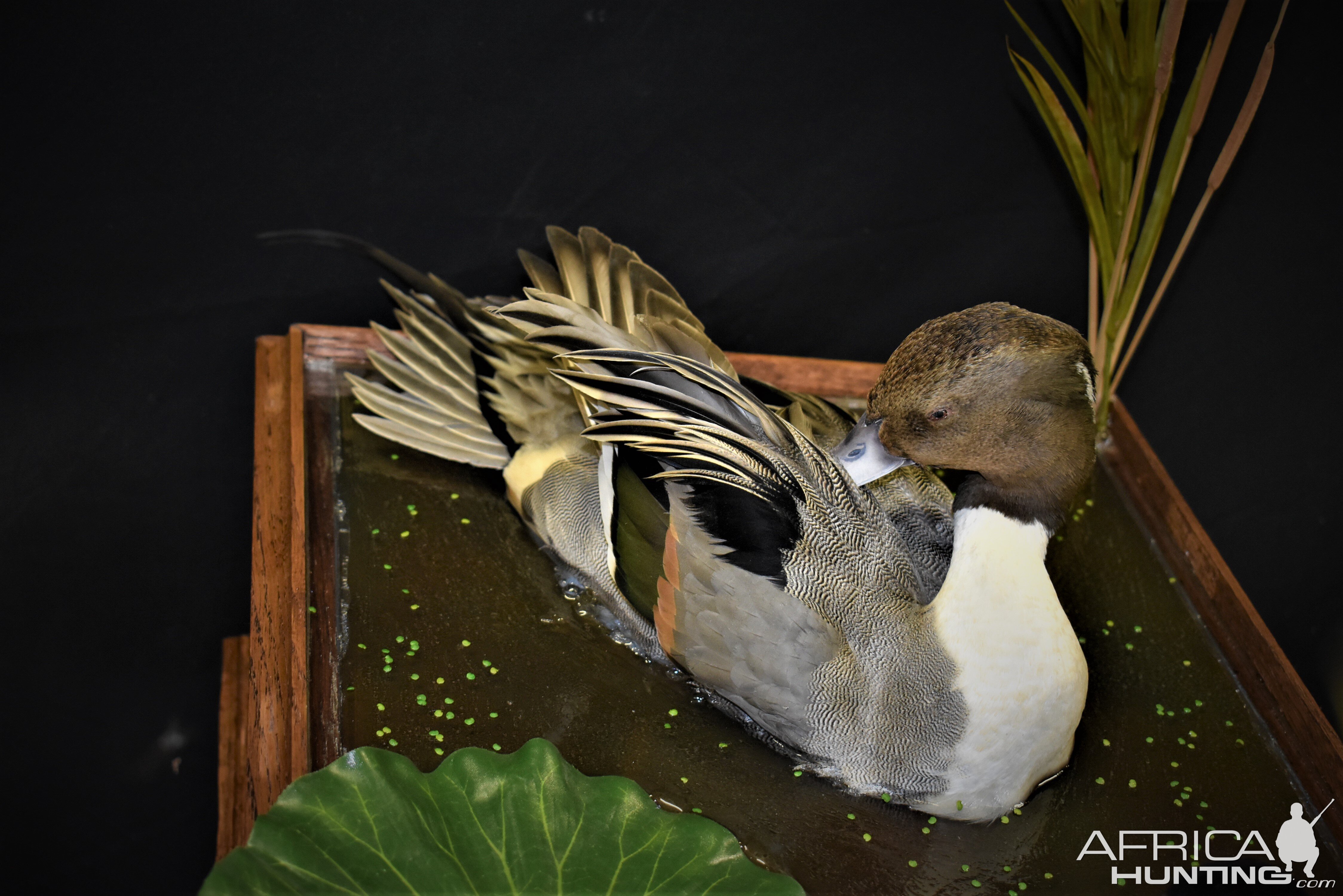 Duck Full Mount Taxidermy