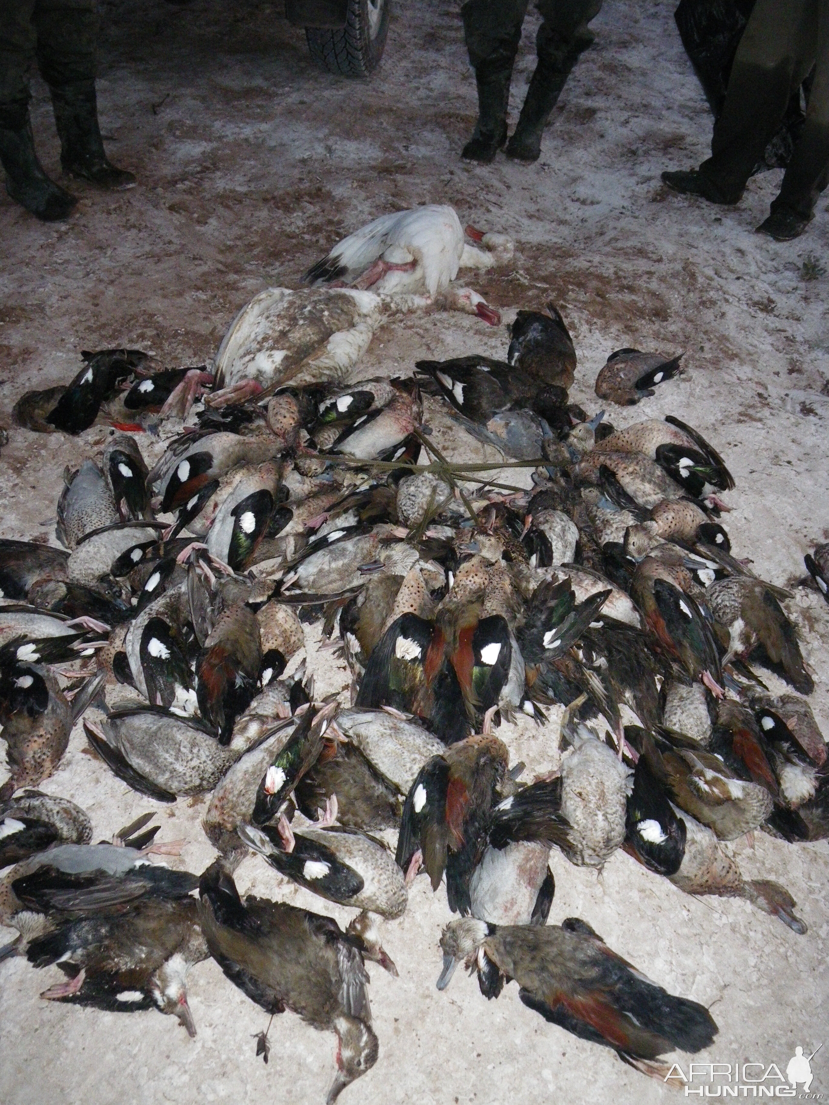 Duck Hunting Argentina