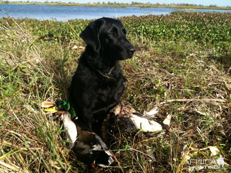 Duck Hunting in Louisiana