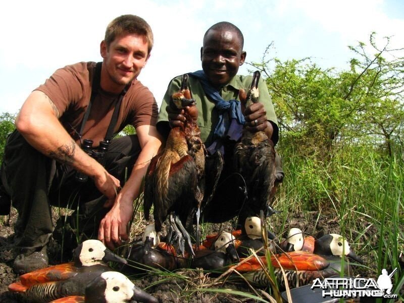 Duck Shooting Kenya White-faced Ducks