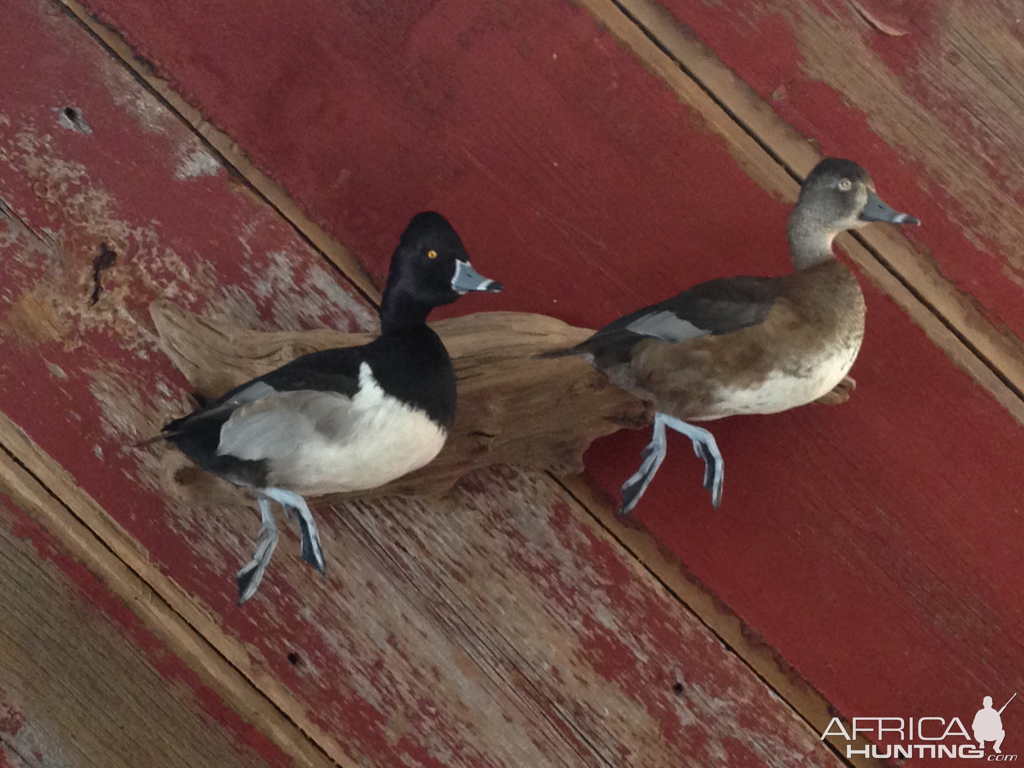 Ducks Full Mount Taxidermy