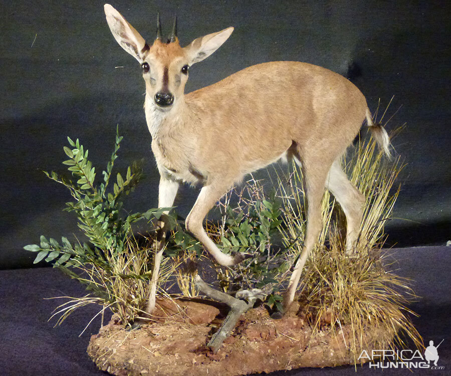 Duiker Full Mount Taxidermy