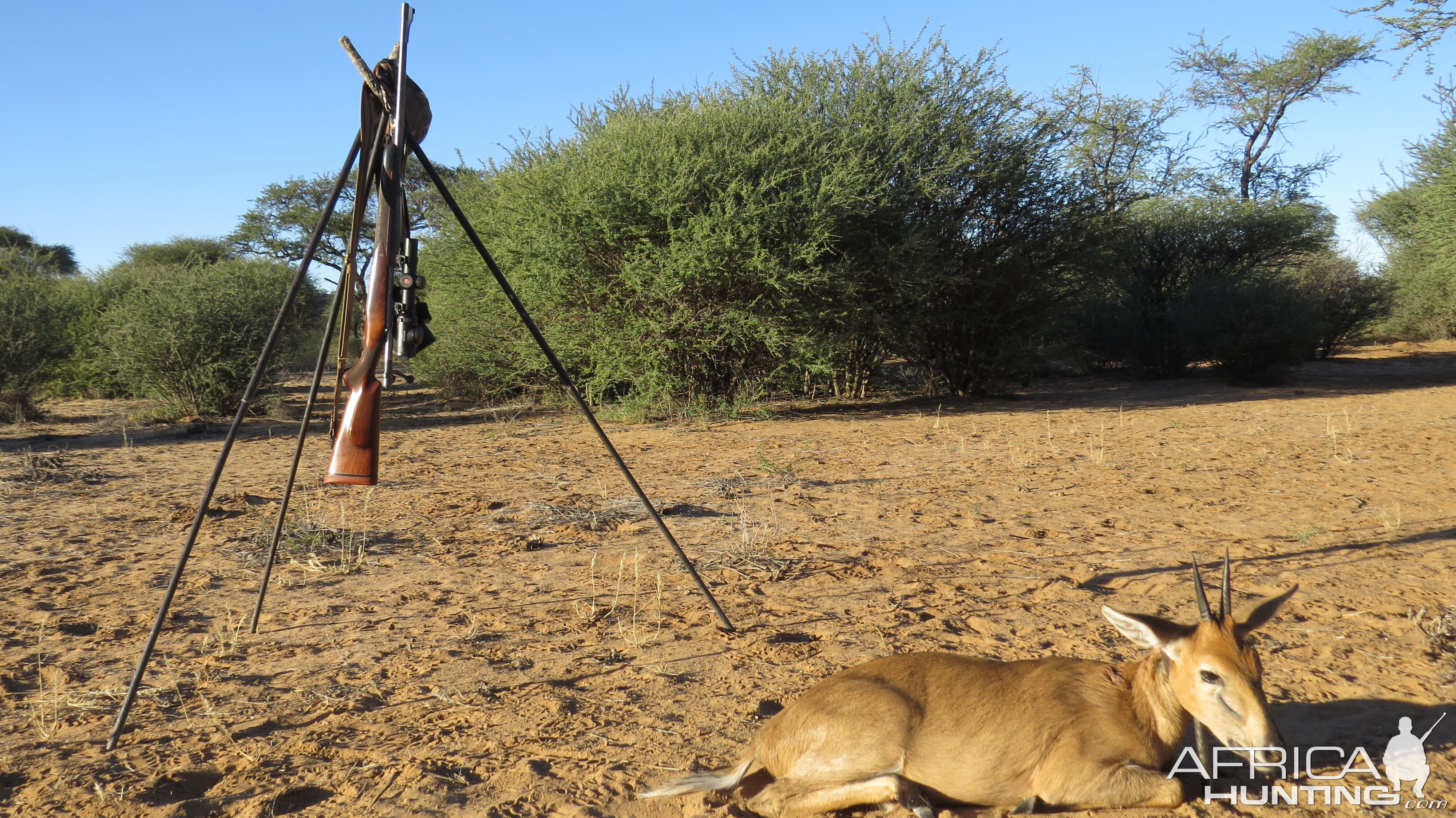 Duiker Hunt South Africa