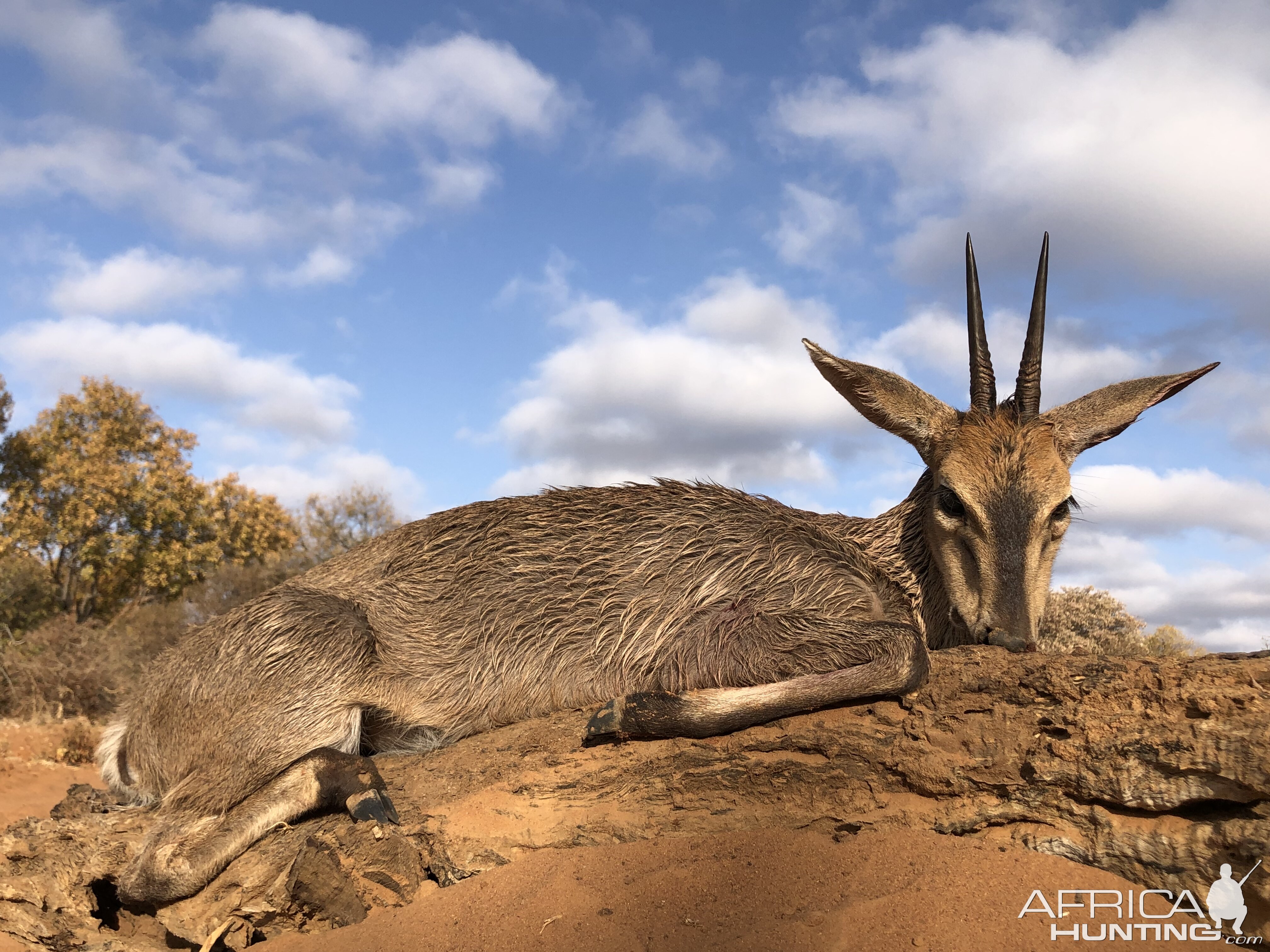 Duiker Hunt South Africa