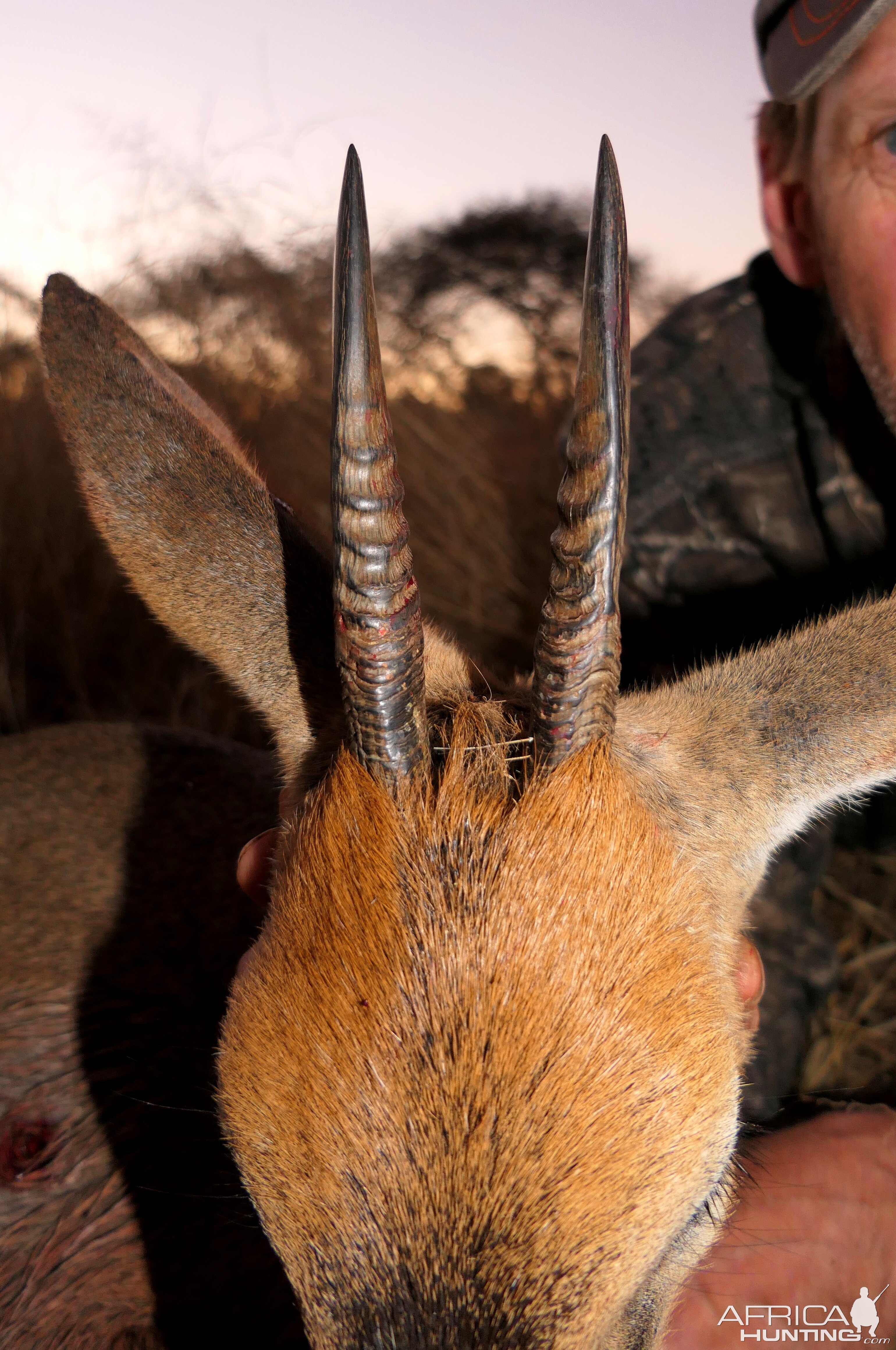 Duiker Hunt South Africa