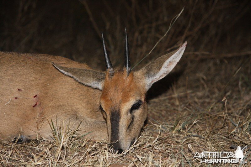 Duiker hunted in Namibia