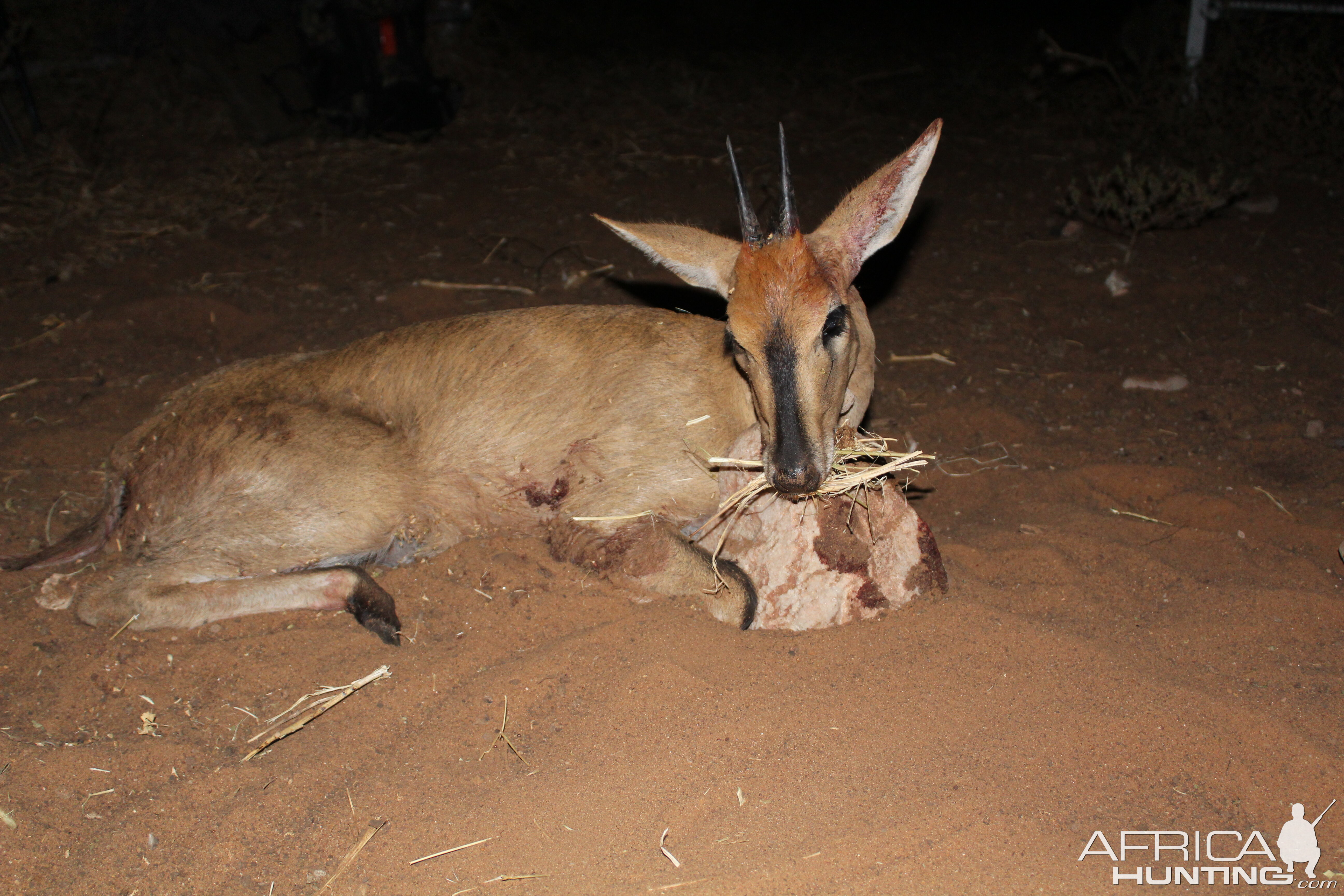 Duiker Hunting Namibia