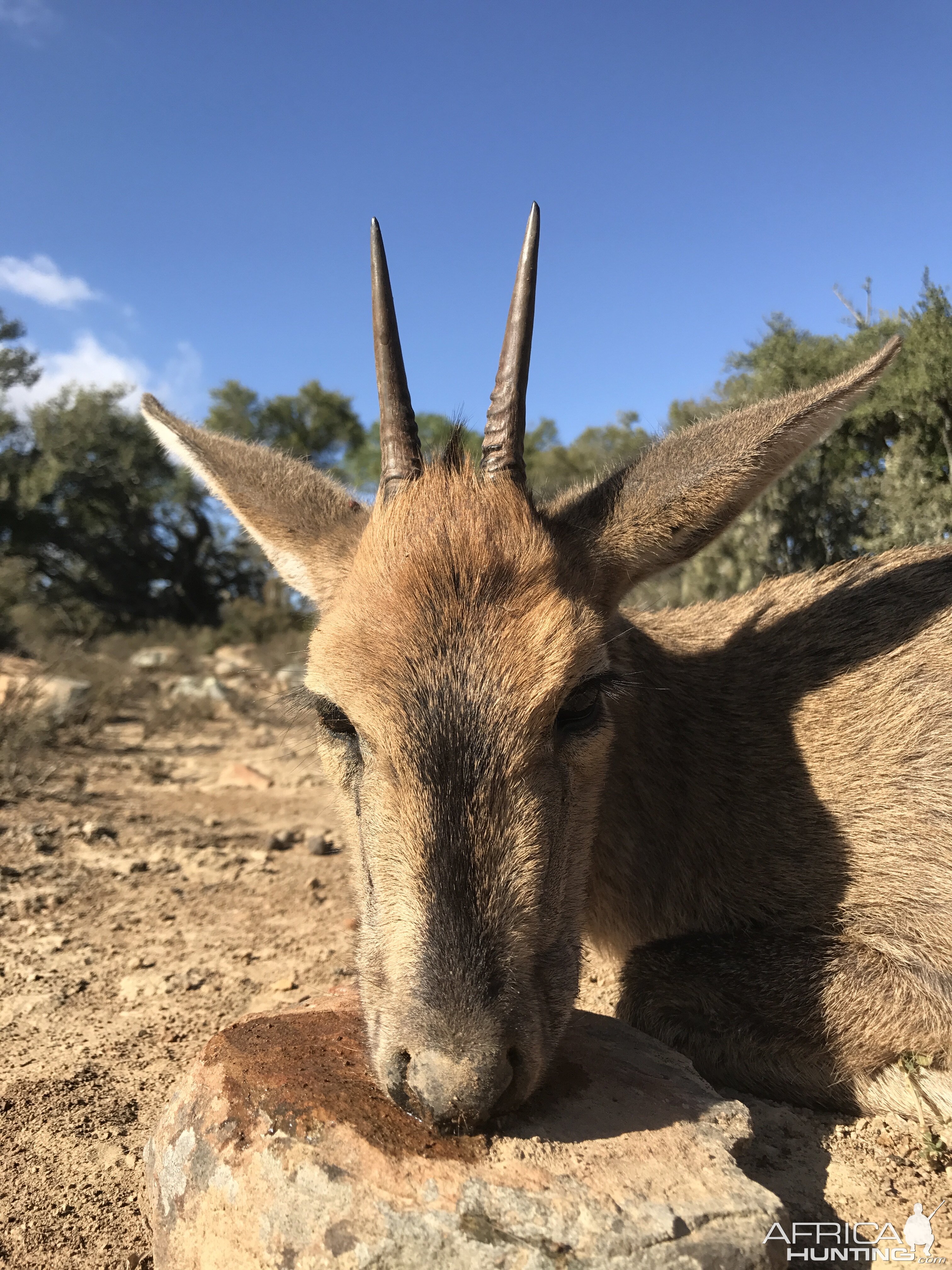 Duiker Hunting South Africa