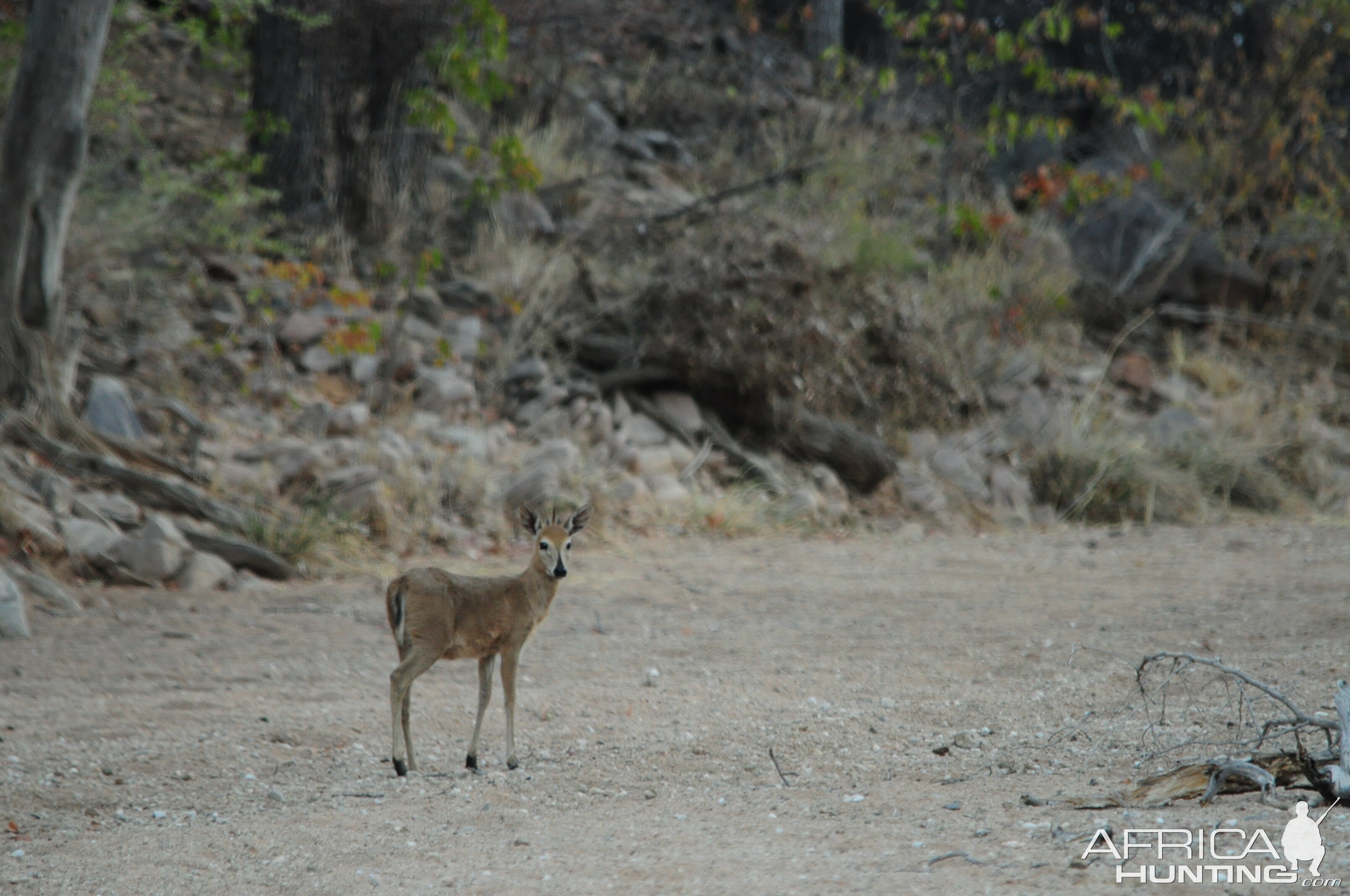 Duiker Namibia