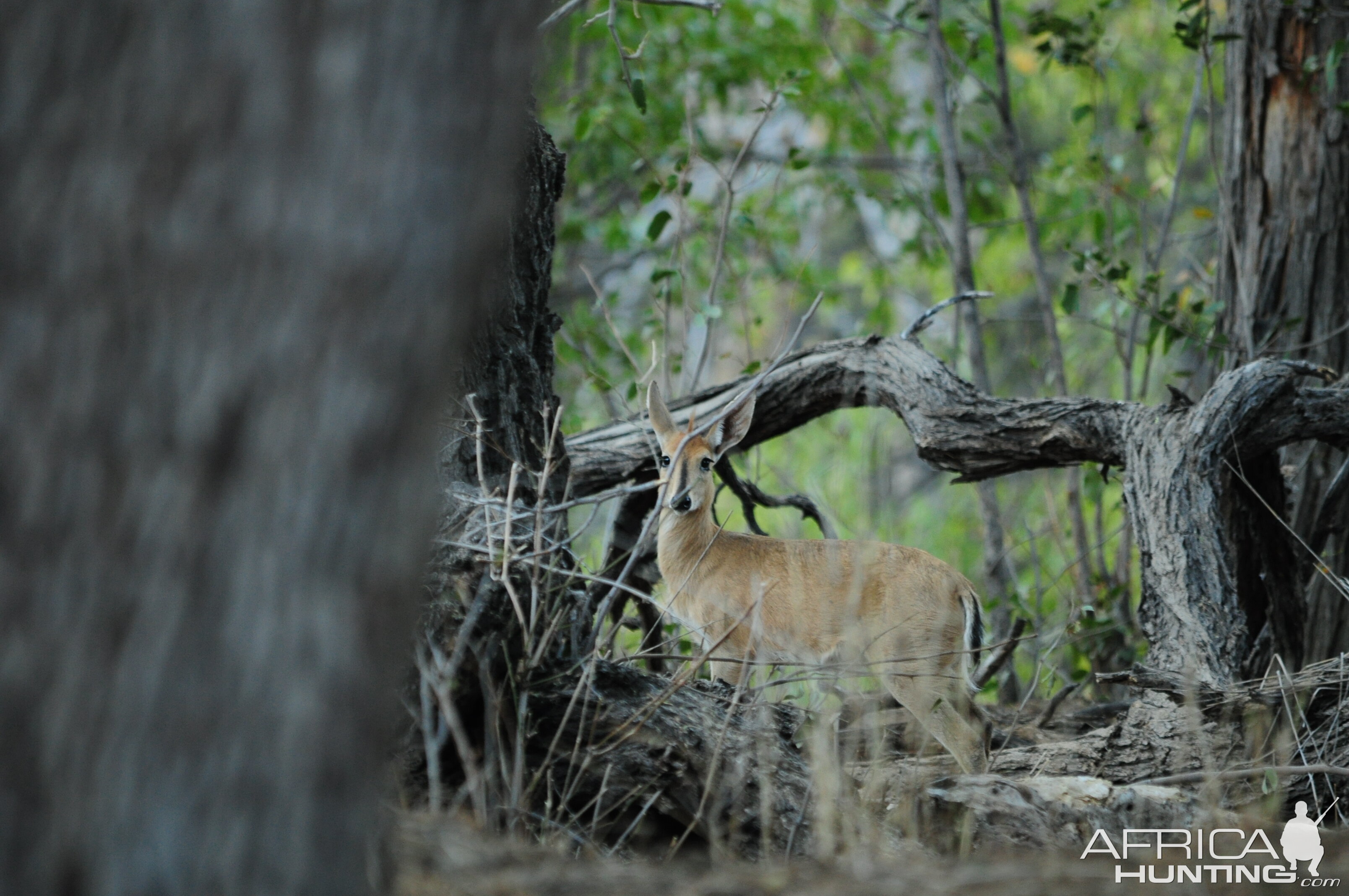 Duiker Namibia