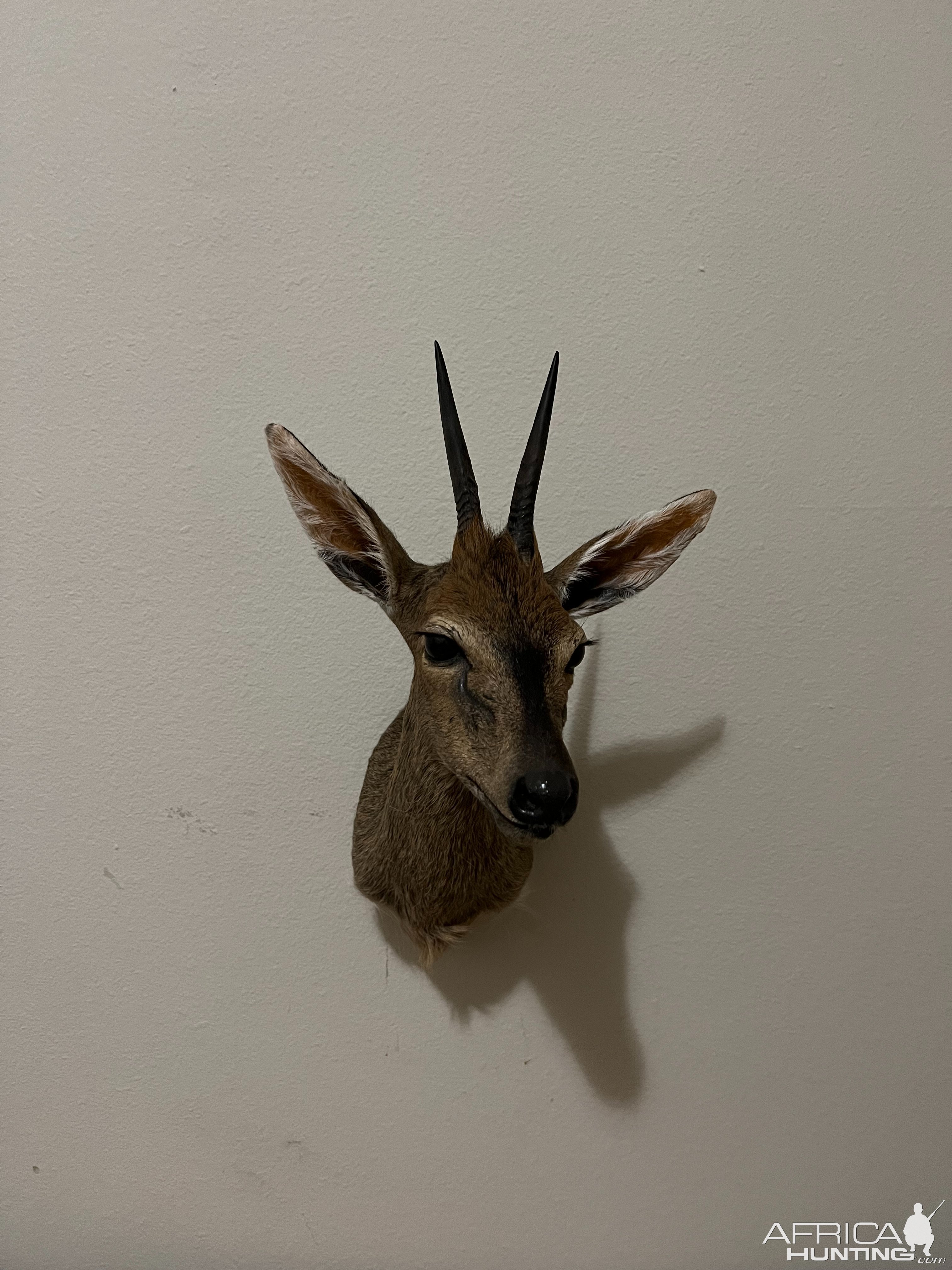 Duiker Shoulder Mount Taxidermy