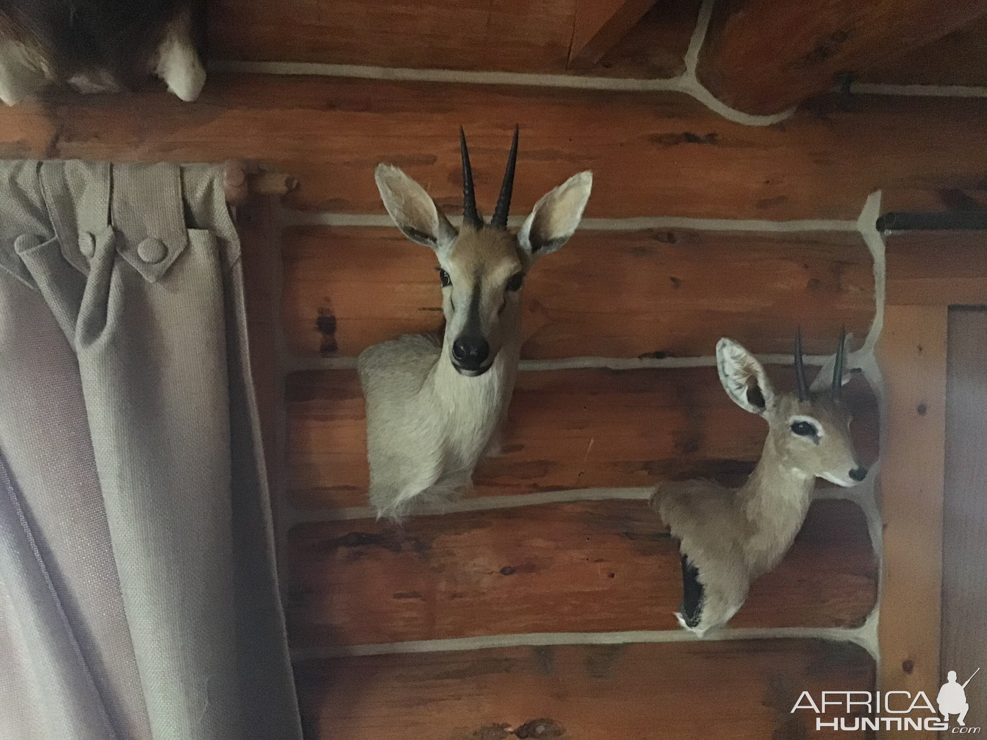 Duiker & Steenbok Wall Mount Taxidermy