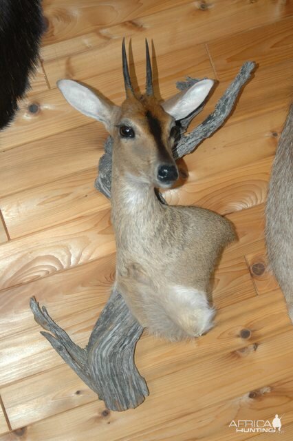 Duiker Wall Mount Pedestal Taxidermy